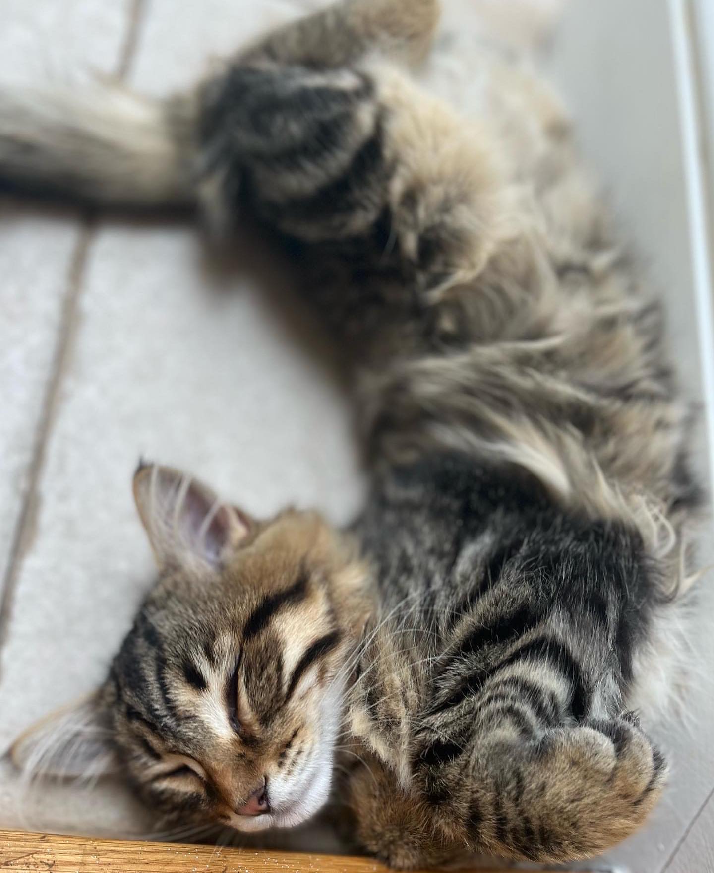 MILO - SIBERIAN - RESERVATION - Image 10