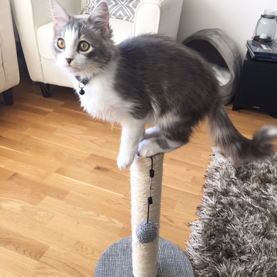 TOBY - SIBERIAN - RESERVATION - Image 2