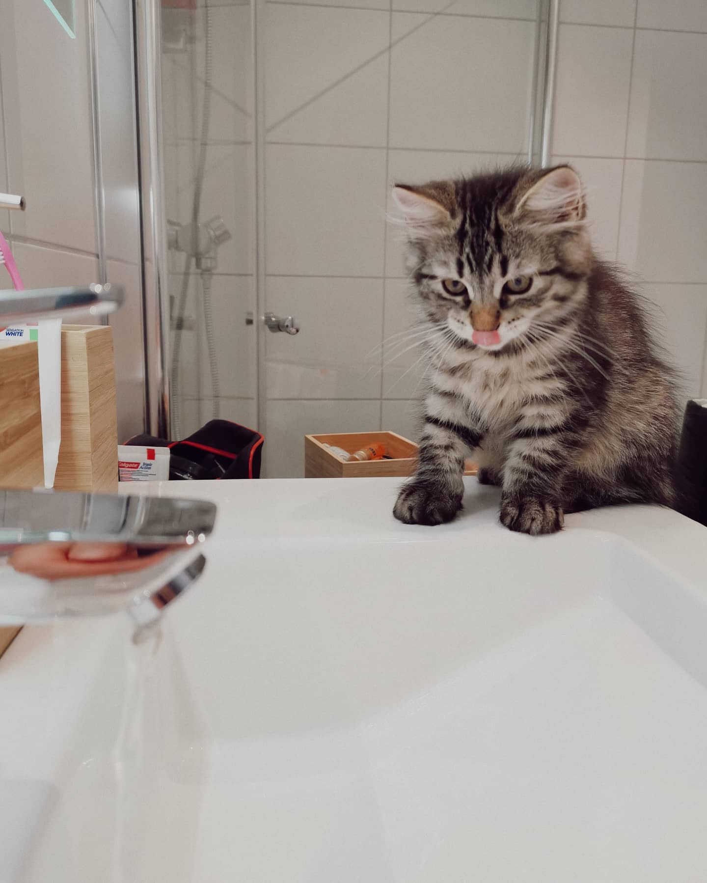 FREYA - SIBERIAN - RESERVATION - Image 9