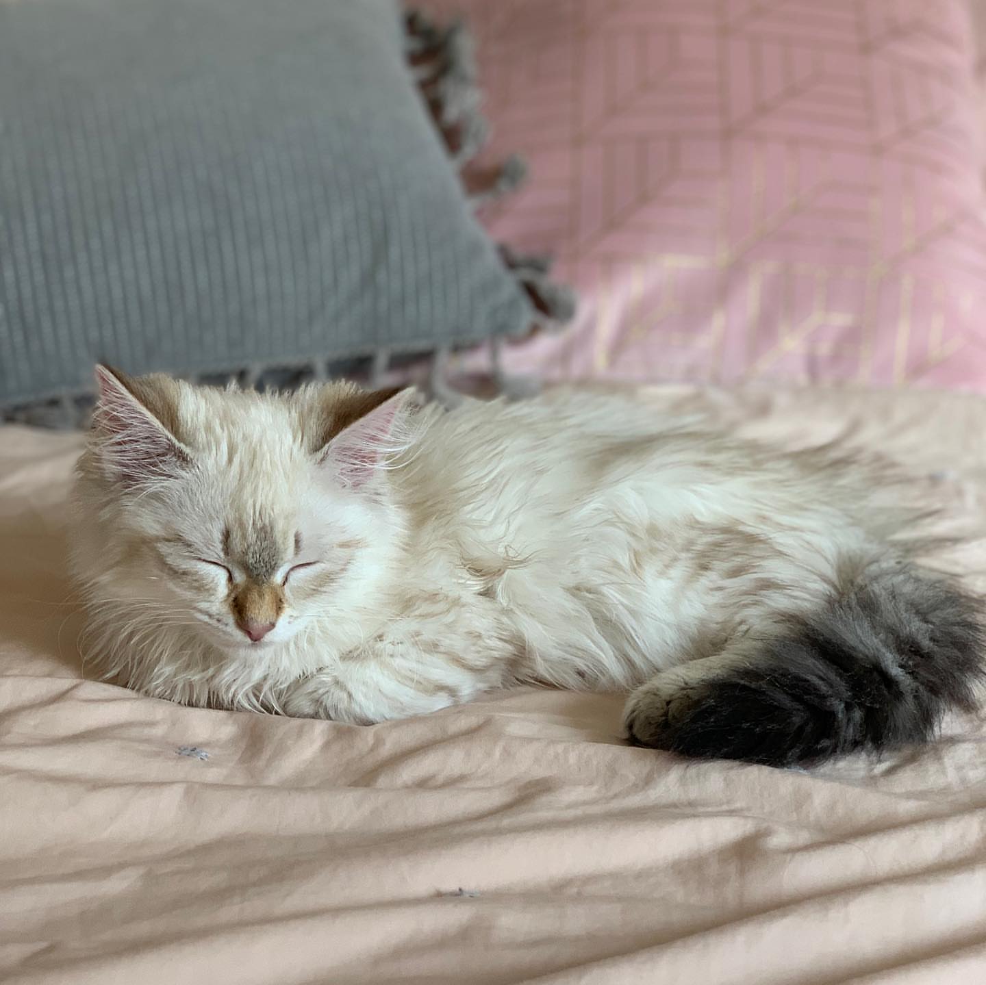 ACE - SIBERIAN - RESERVATION - Image 11