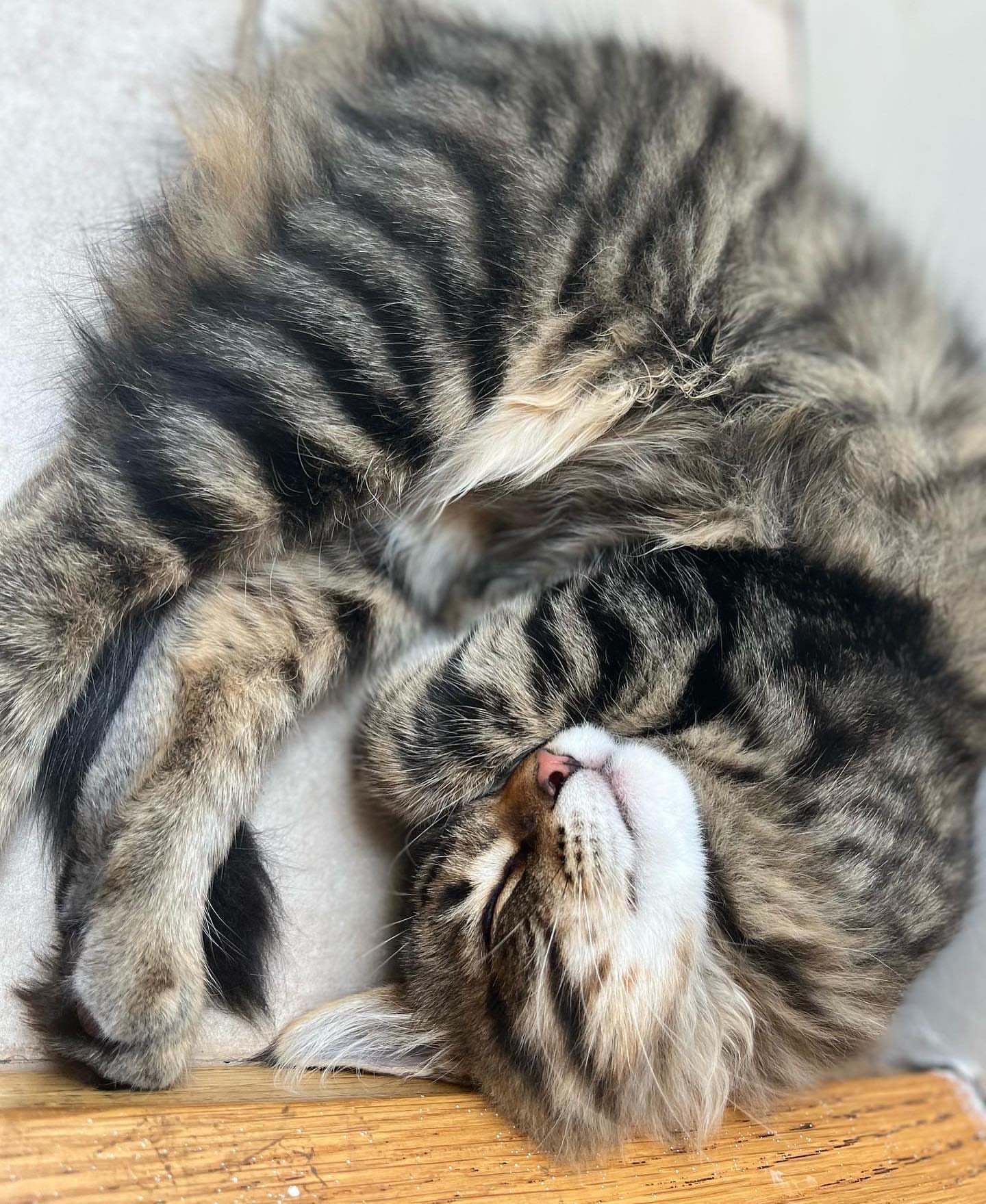 MILO - SIBERIAN - RESERVATION - Image 9