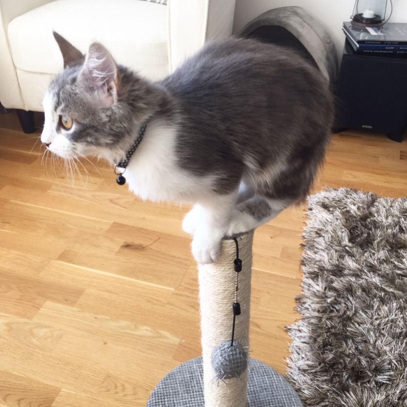 TOBY - SIBERIAN - RESERVATION - Image 3