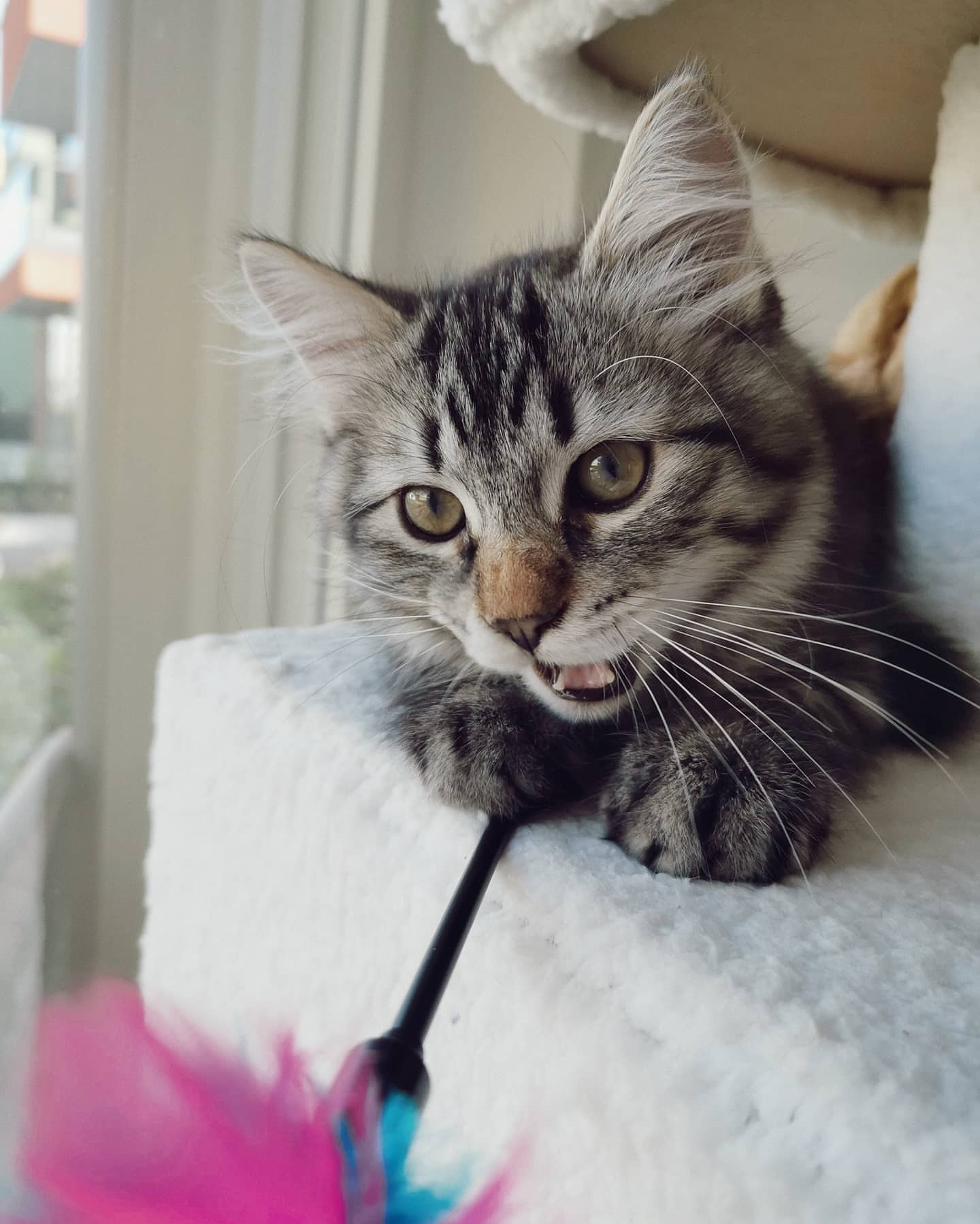 FREYA - SIBERIAN - RESERVATION - Image 7