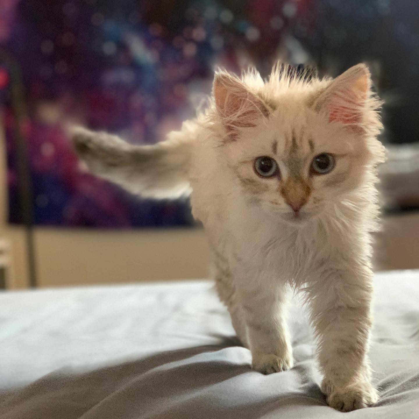 ACE - SIBERIAN - RESERVATION - Image 8