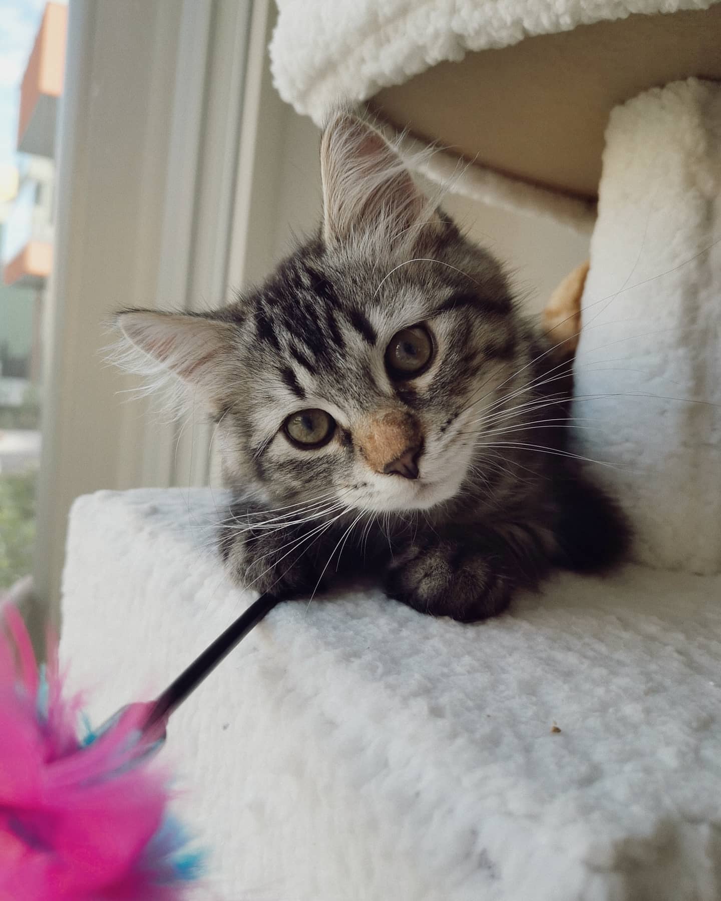 FREYA - SIBERIAN - RESERVATION - Image 8