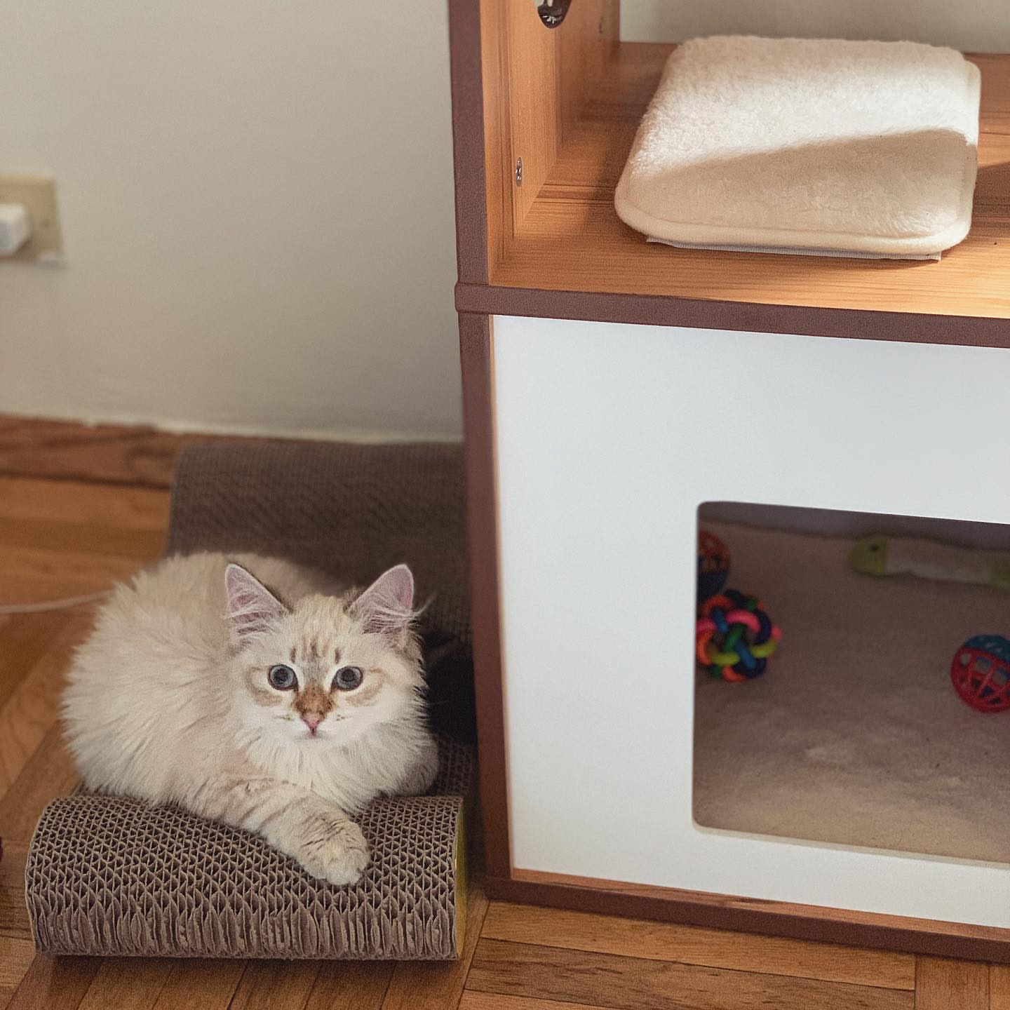 ACE - SIBERIAN - RESERVATION - Image 7