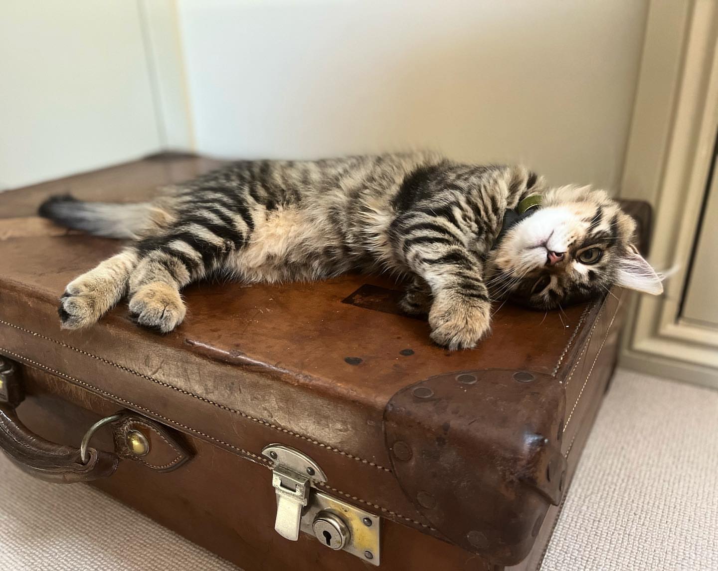 MILO - SIBERIAN - RESERVATION - Image 7