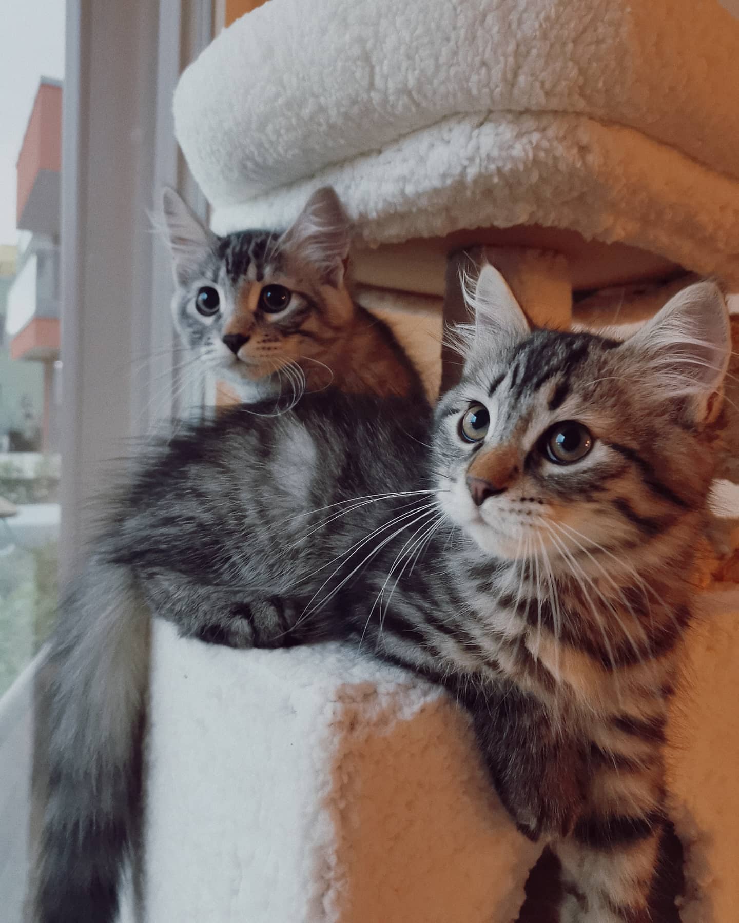 FREYA - SIBERIAN - RESERVATION - Image 5