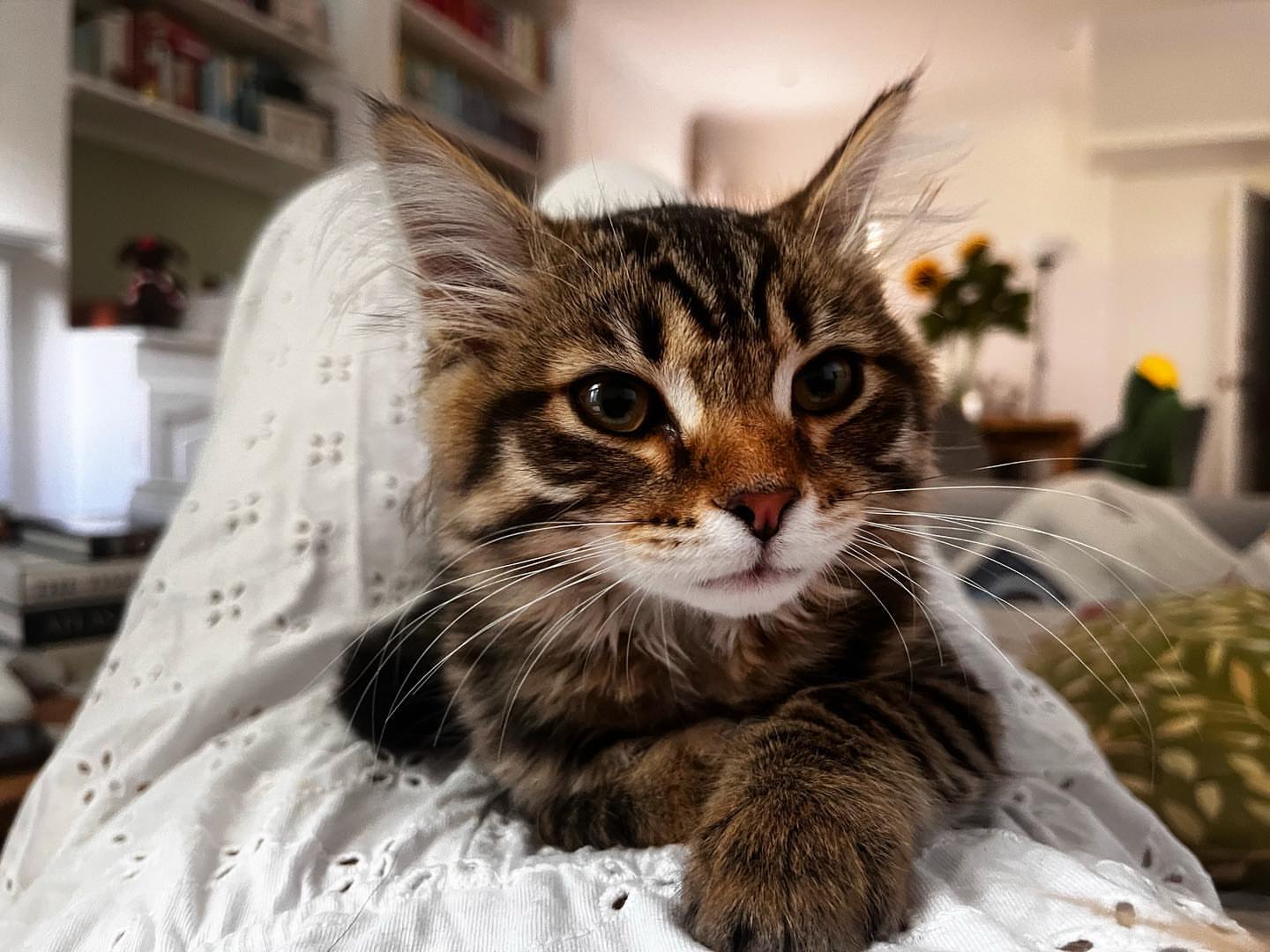 MILO - SIBERIAN - RESERVATION - Image 6