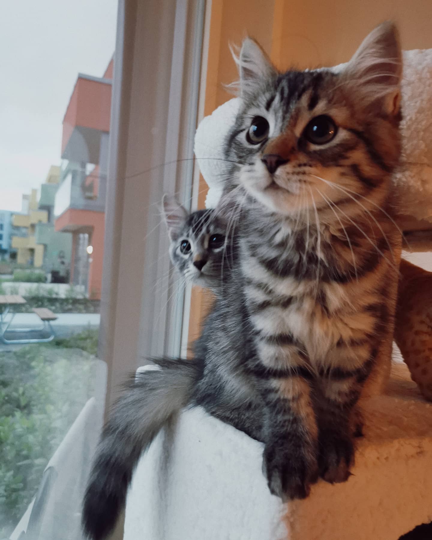 FREYA - SIBERIAN - RESERVATION - Image 6