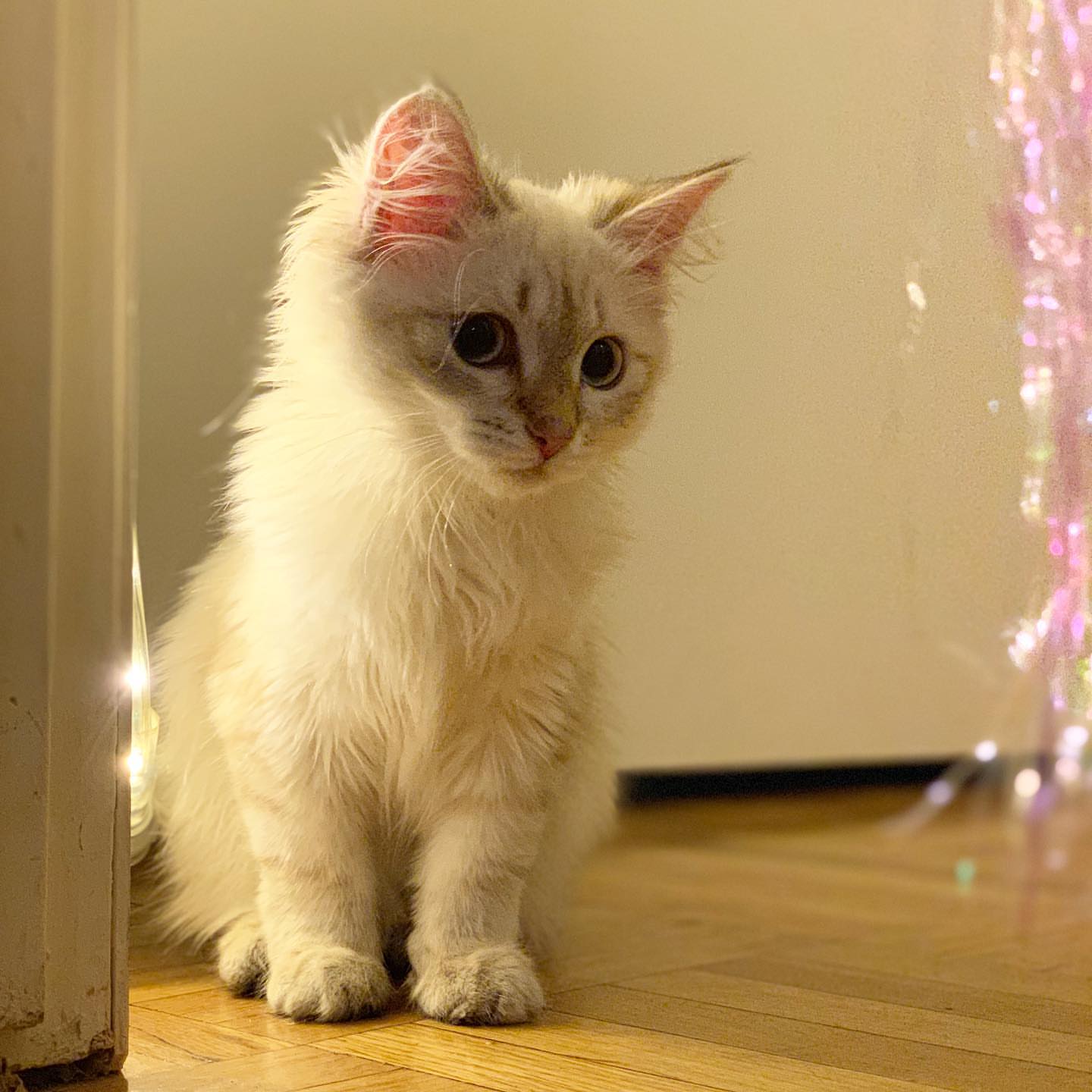 ACE - SIBERIAN - RESERVATION - Image 14