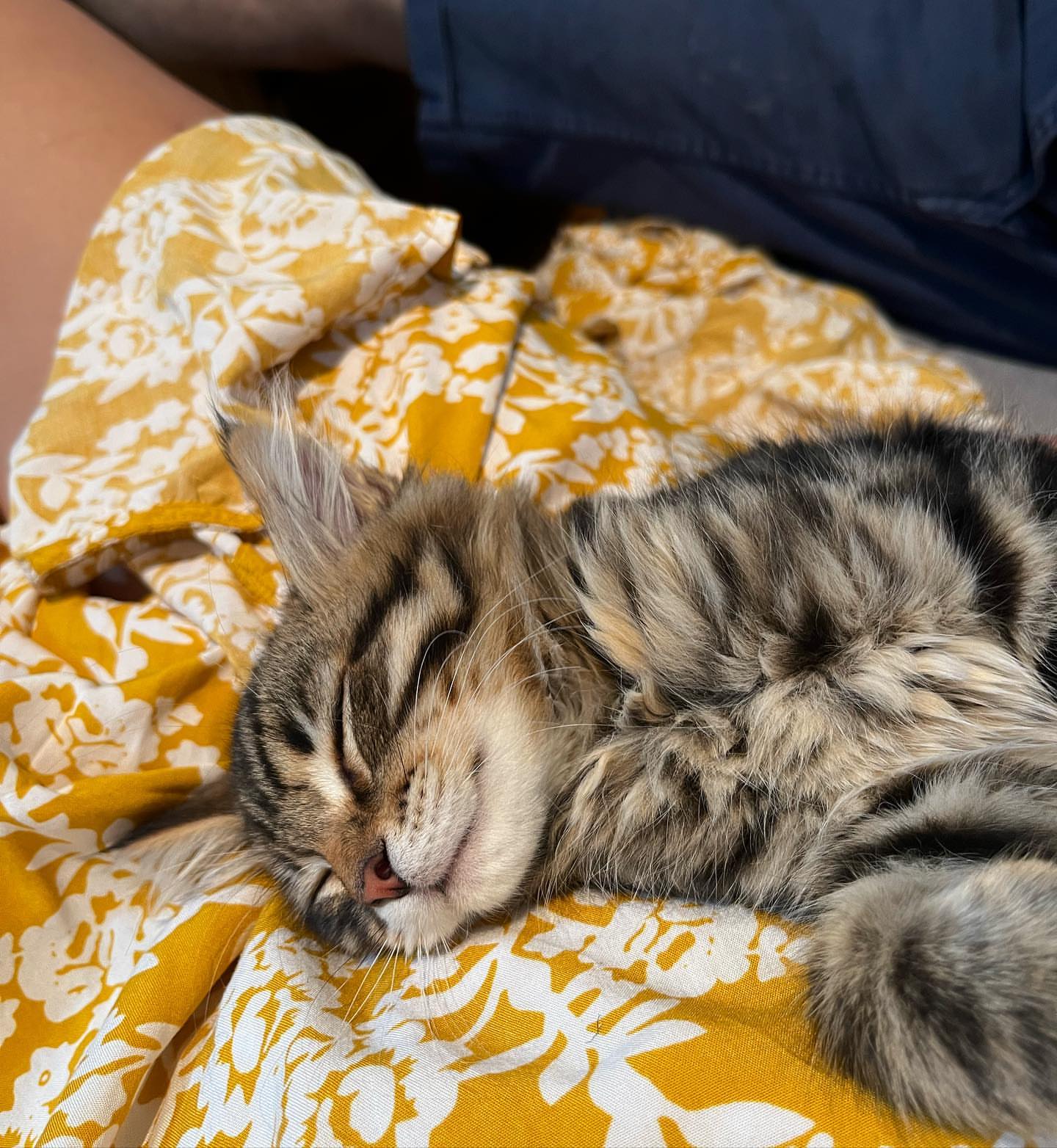 MILO - SIBERIAN - RESERVATION - Image 5