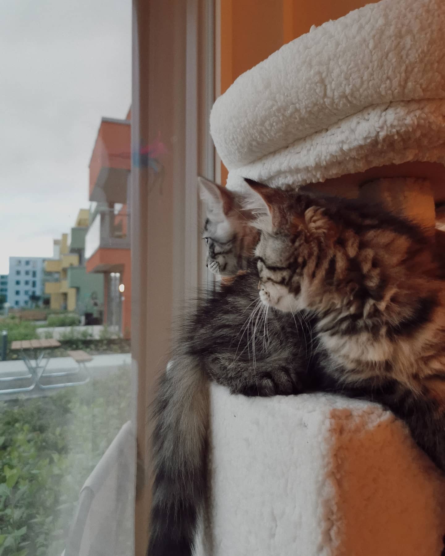 FREYA - SIBERIAN - RESERVATION - Image 4