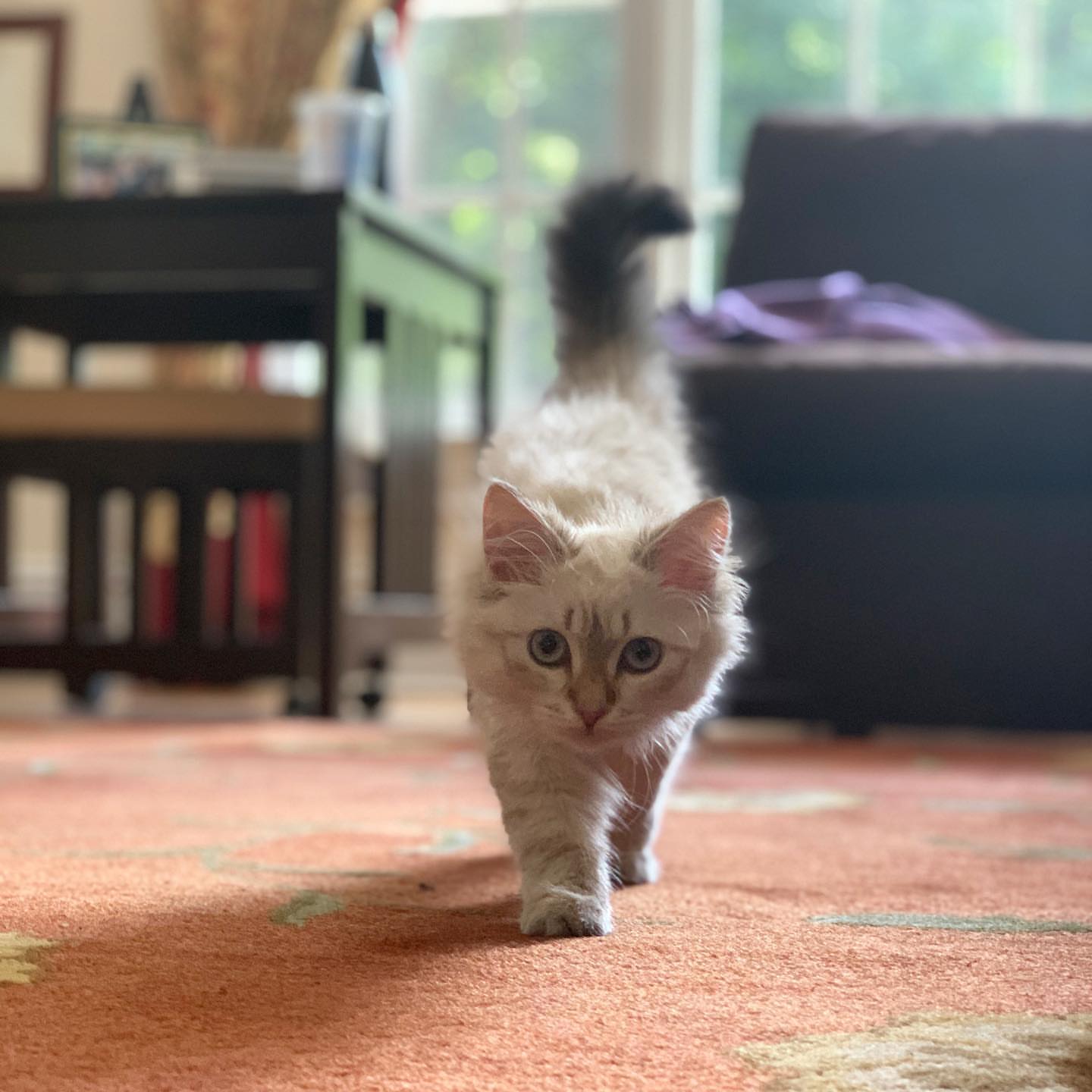 ACE - SIBERIAN - RESERVATION - Image 13