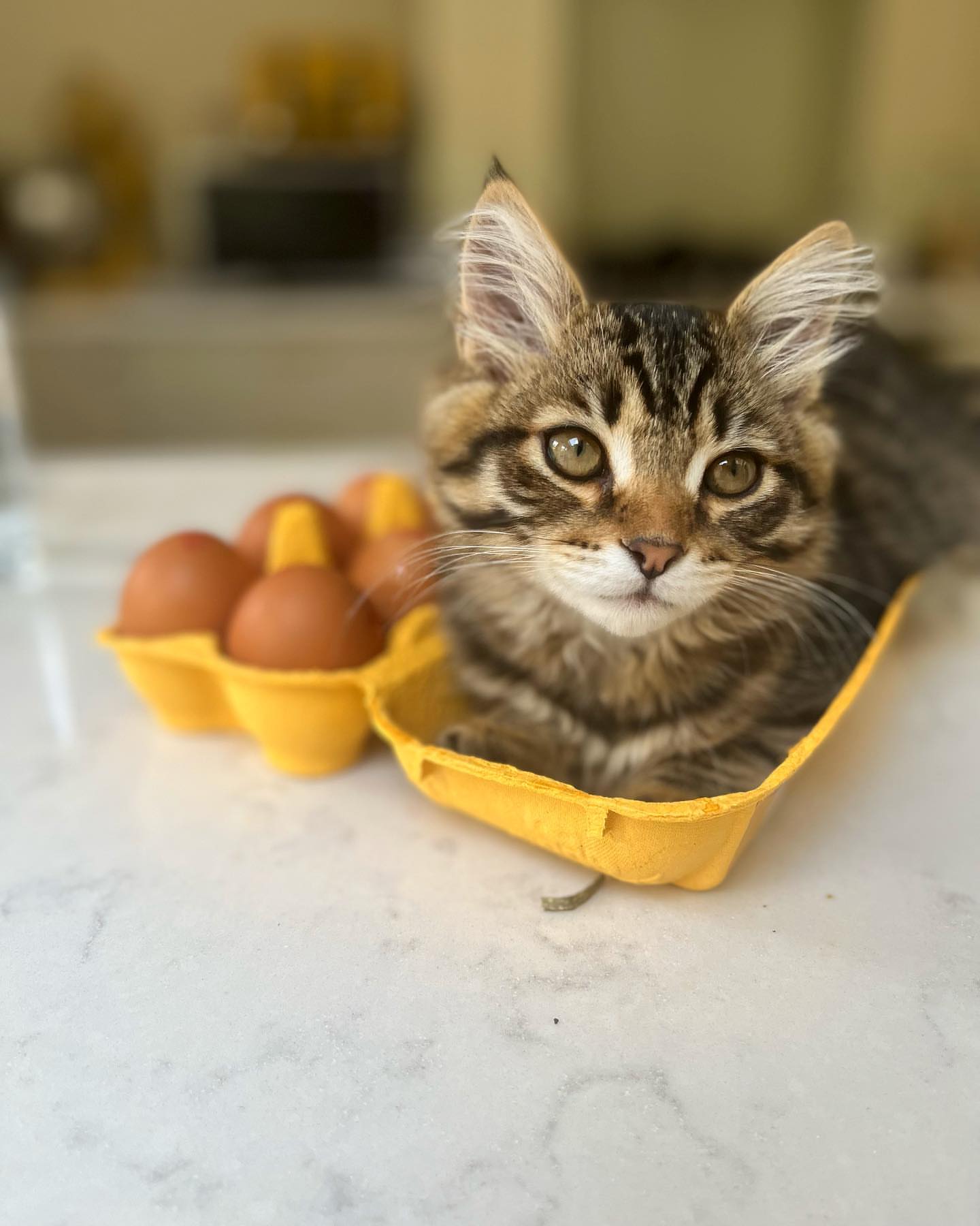 MILO - SIBERIAN - RESERVATION - Image 4