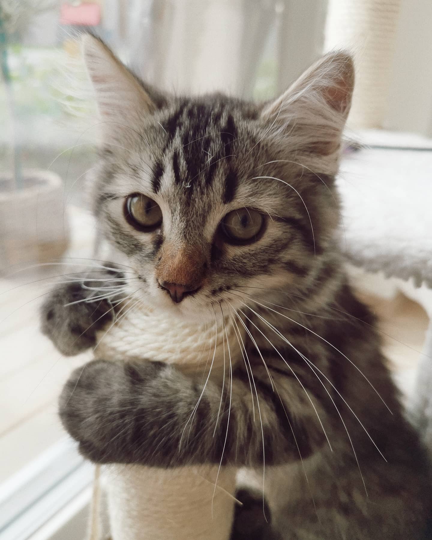 FREYA - SIBERIAN - RESERVATION - Image 3