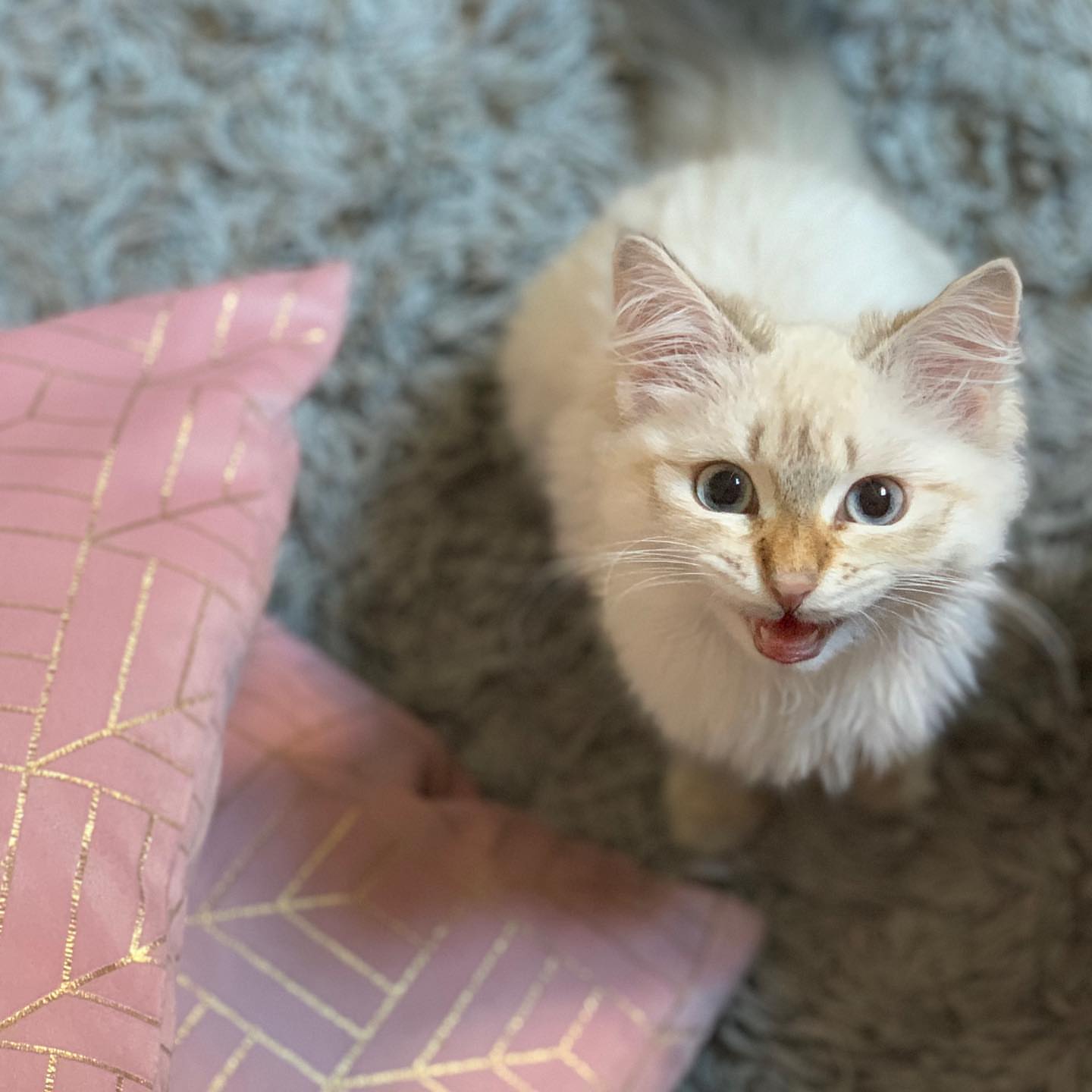 ACE - SIBERIAN - RESERVATION - Image 9