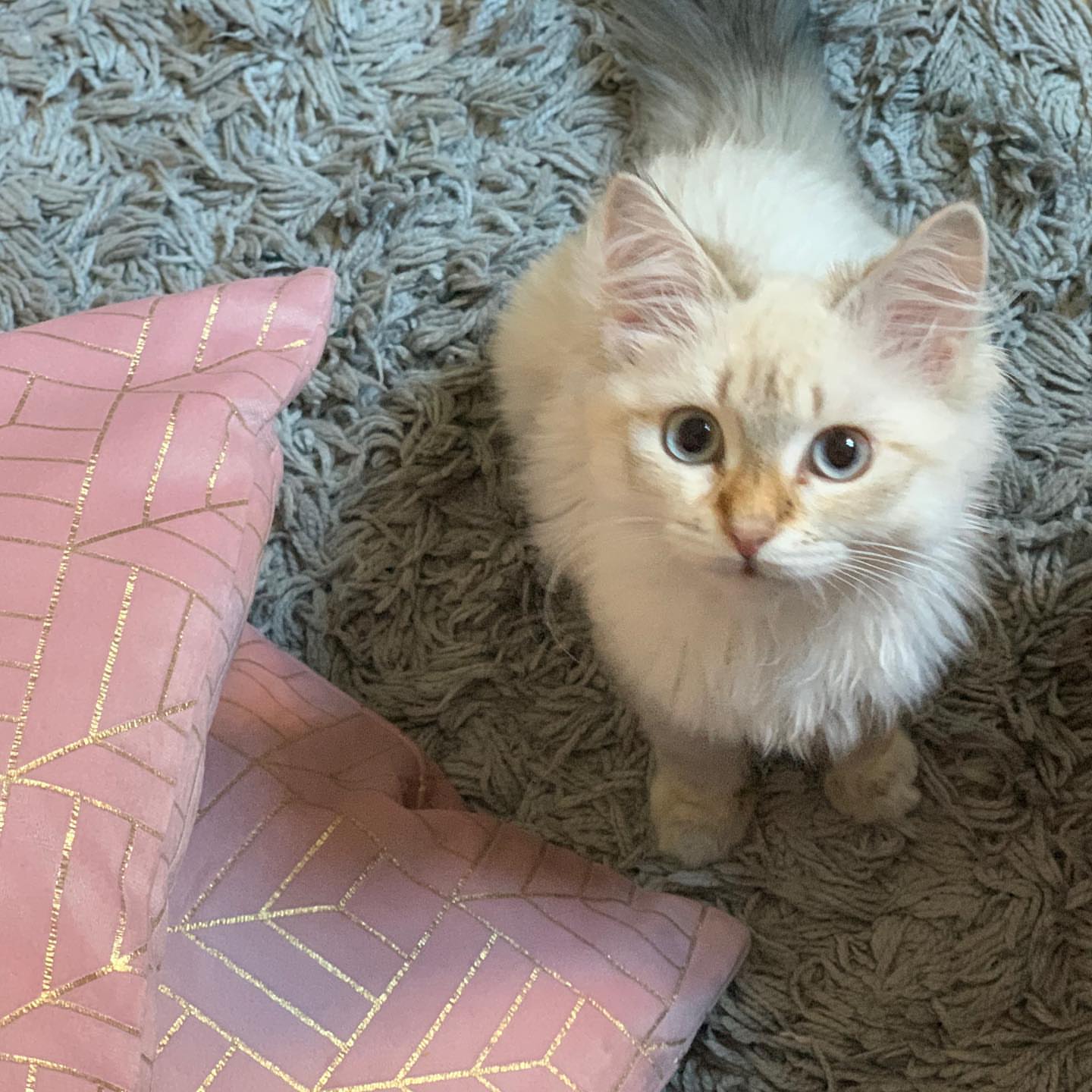 ACE - SIBERIAN - RESERVATION - Image 10