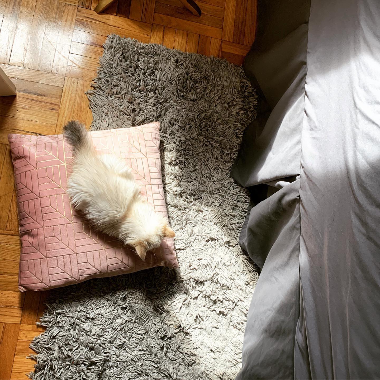 ACE - SIBERIAN - RESERVATION - Image 5