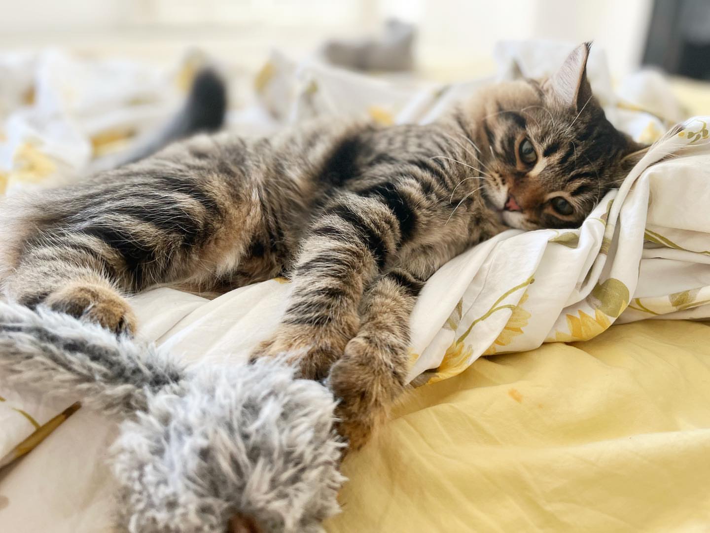 MILO - SIBERIAN - RESERVATION - Image 15