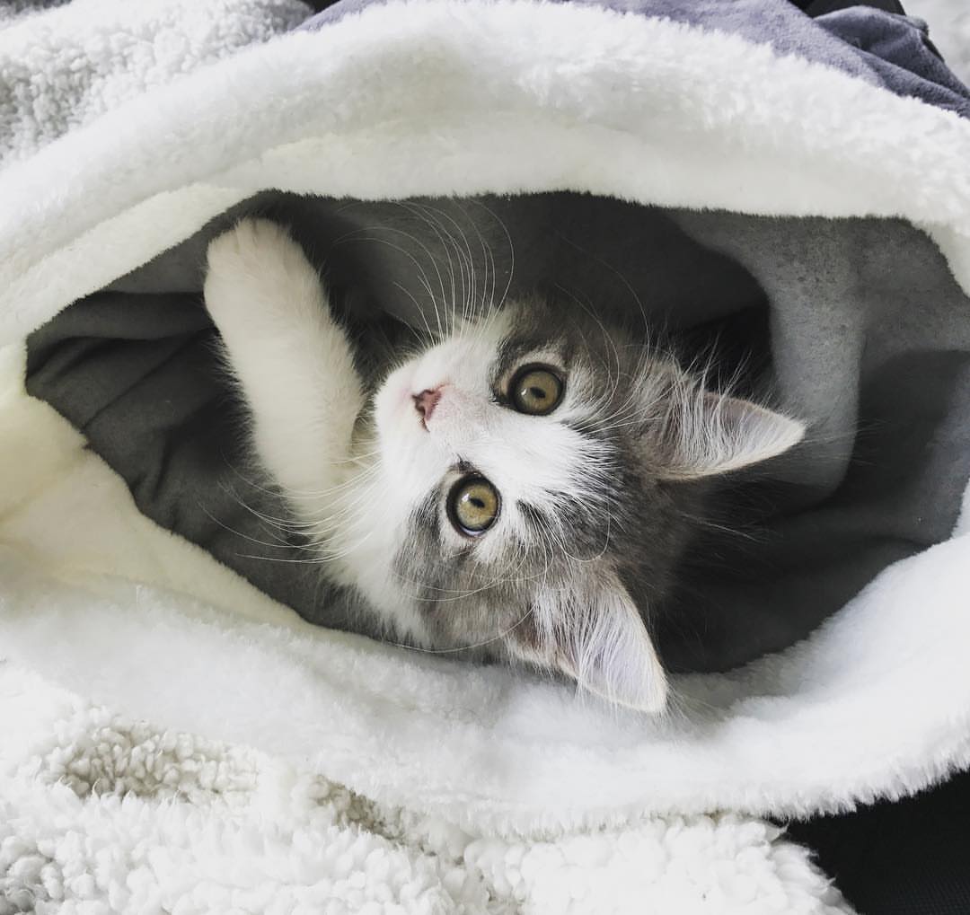 TOBY - SIBERIAN - RESERVATION - Image 11