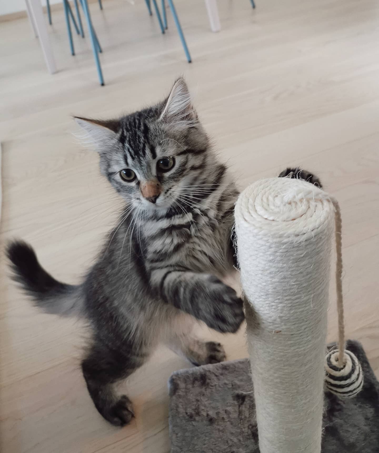 FREYA - SIBERIAN - RESERVATION - Image 17