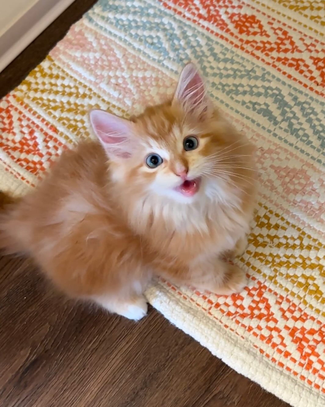 BELLA - SIBERIAN - RESERVATION - Image 6