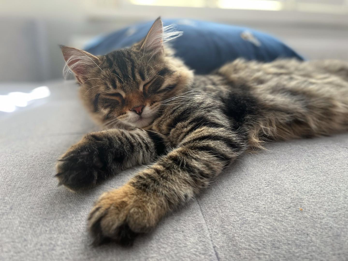 MILO - SIBERIAN - RESERVATION - Image 13