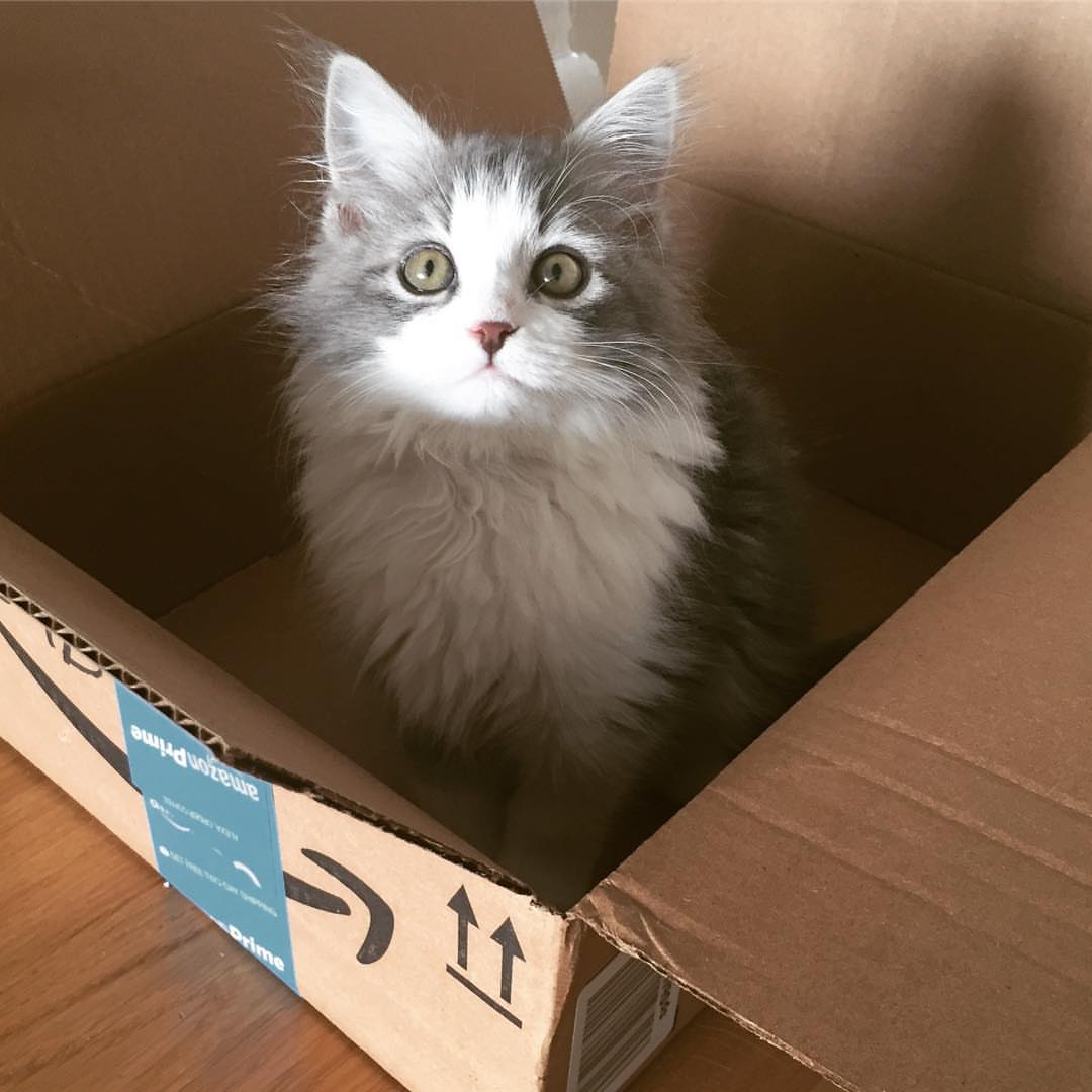 TOBY - SIBERIAN - RESERVATION - Image 9