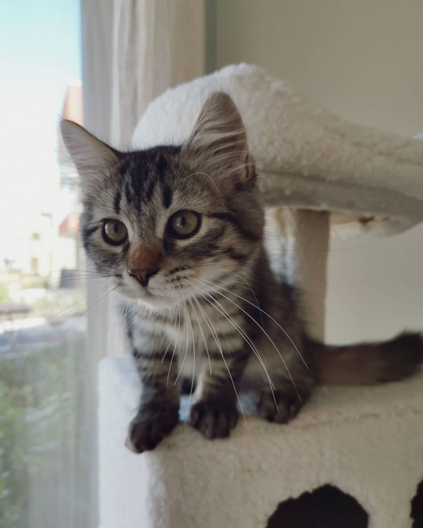 FREYA - SIBERIAN - RESERVATION - Image 16