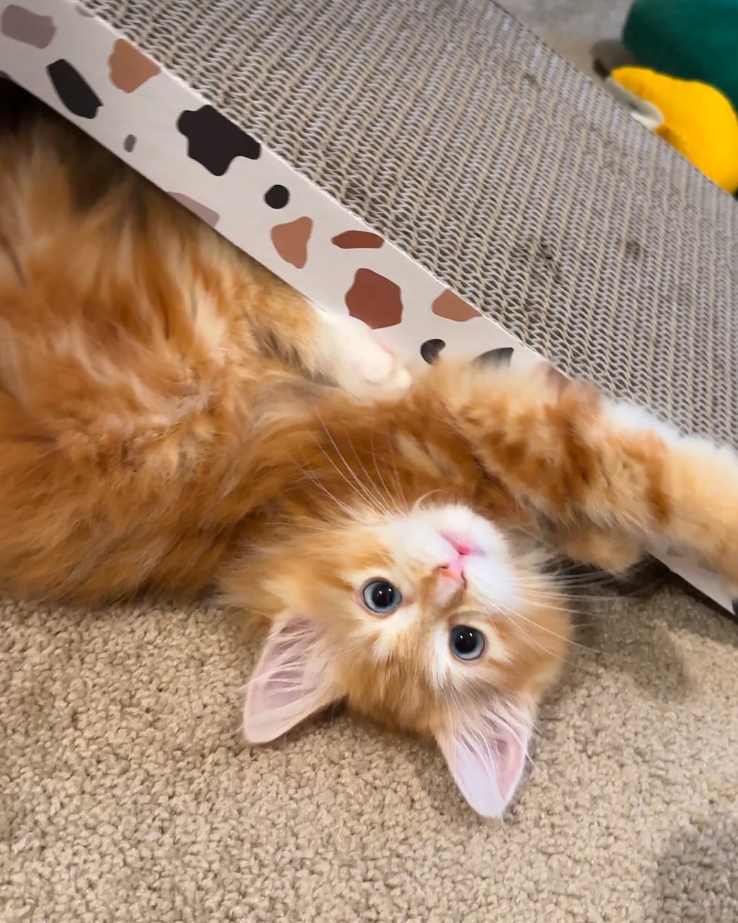 BELLA - SIBERIAN - RESERVATION - Image 7