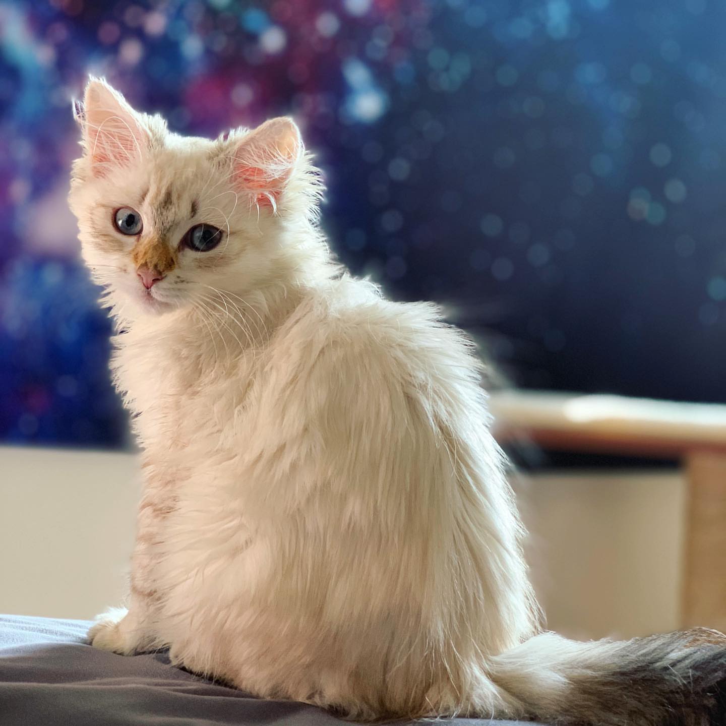 ACE - SIBERIAN - RESERVATION - Image 2