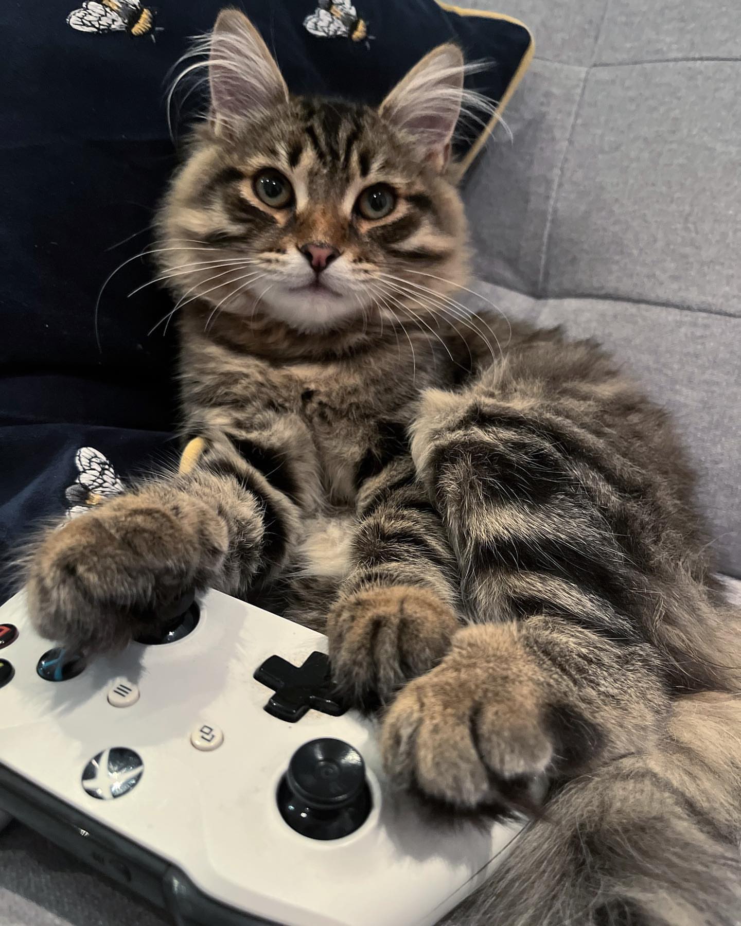 MILO - SIBERIAN - RESERVATION - Image 2