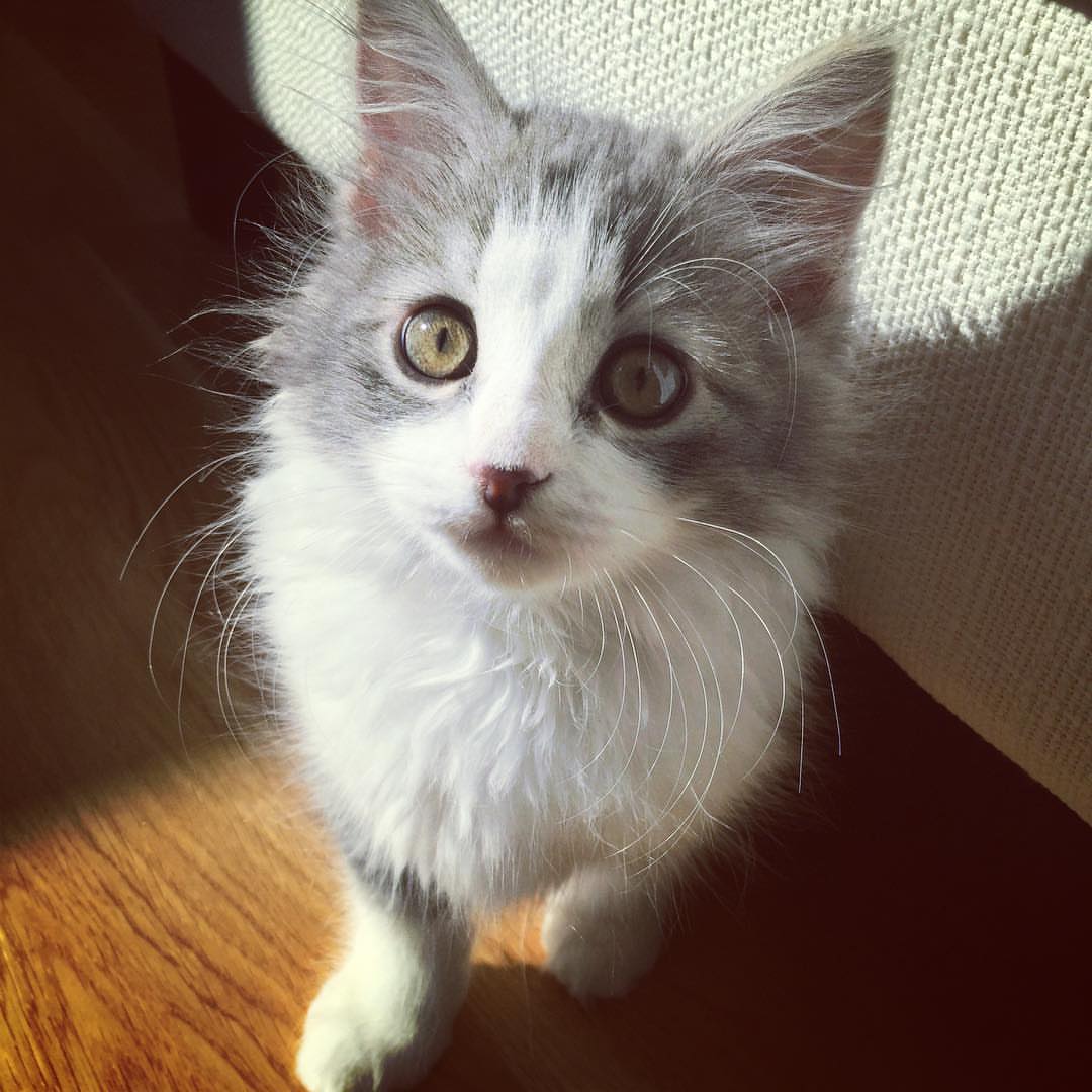 TOBY - SIBERIAN - RESERVATION - Image 10