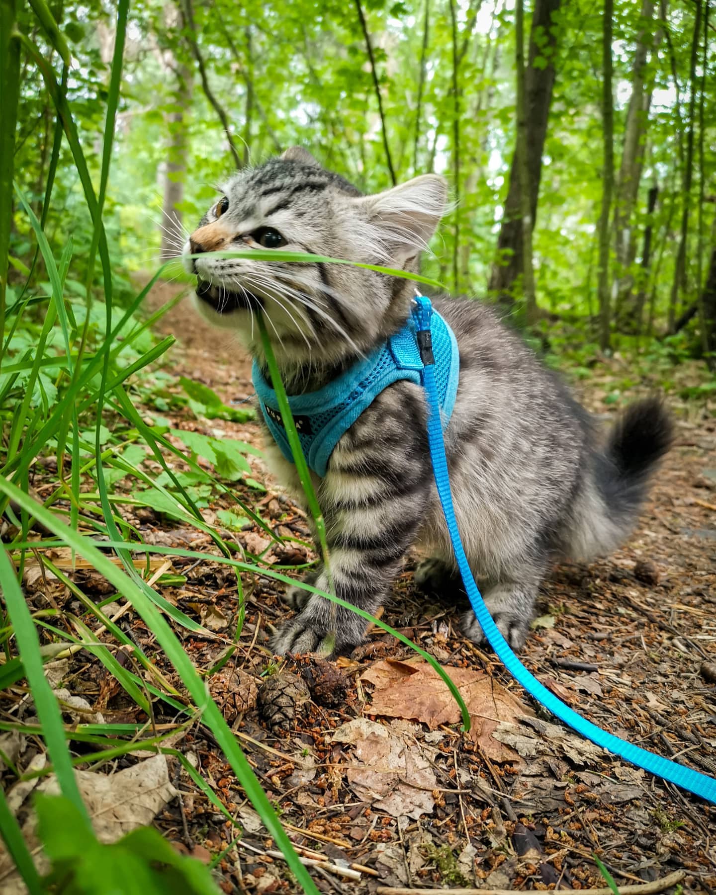 FREYA - SIBERIAN - RESERVATION - Image 15