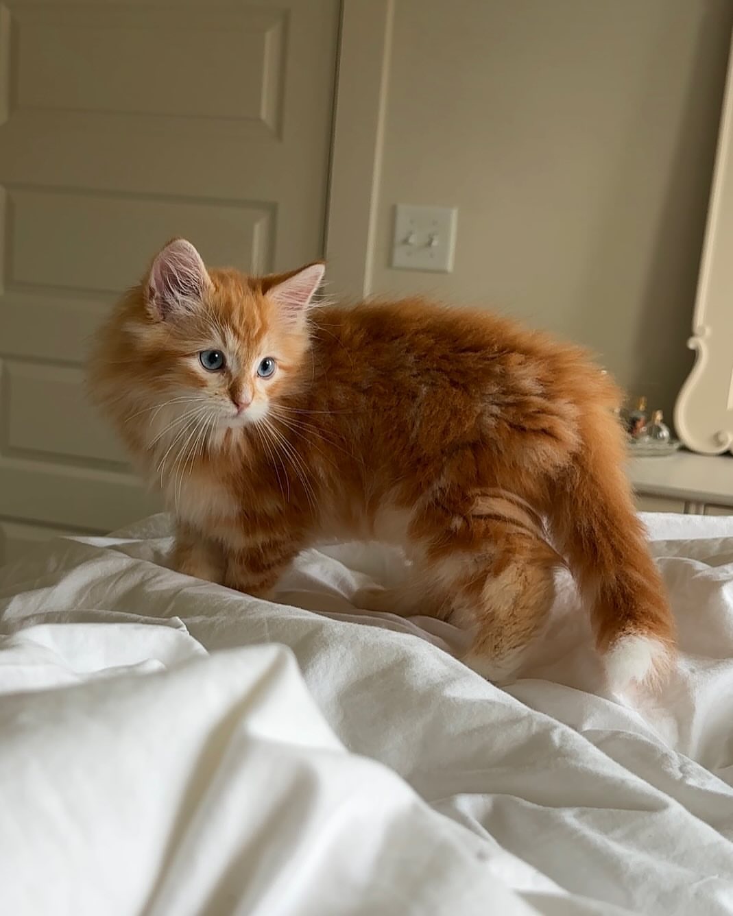 BELLA - SIBERIAN - RESERVATION - Image 8