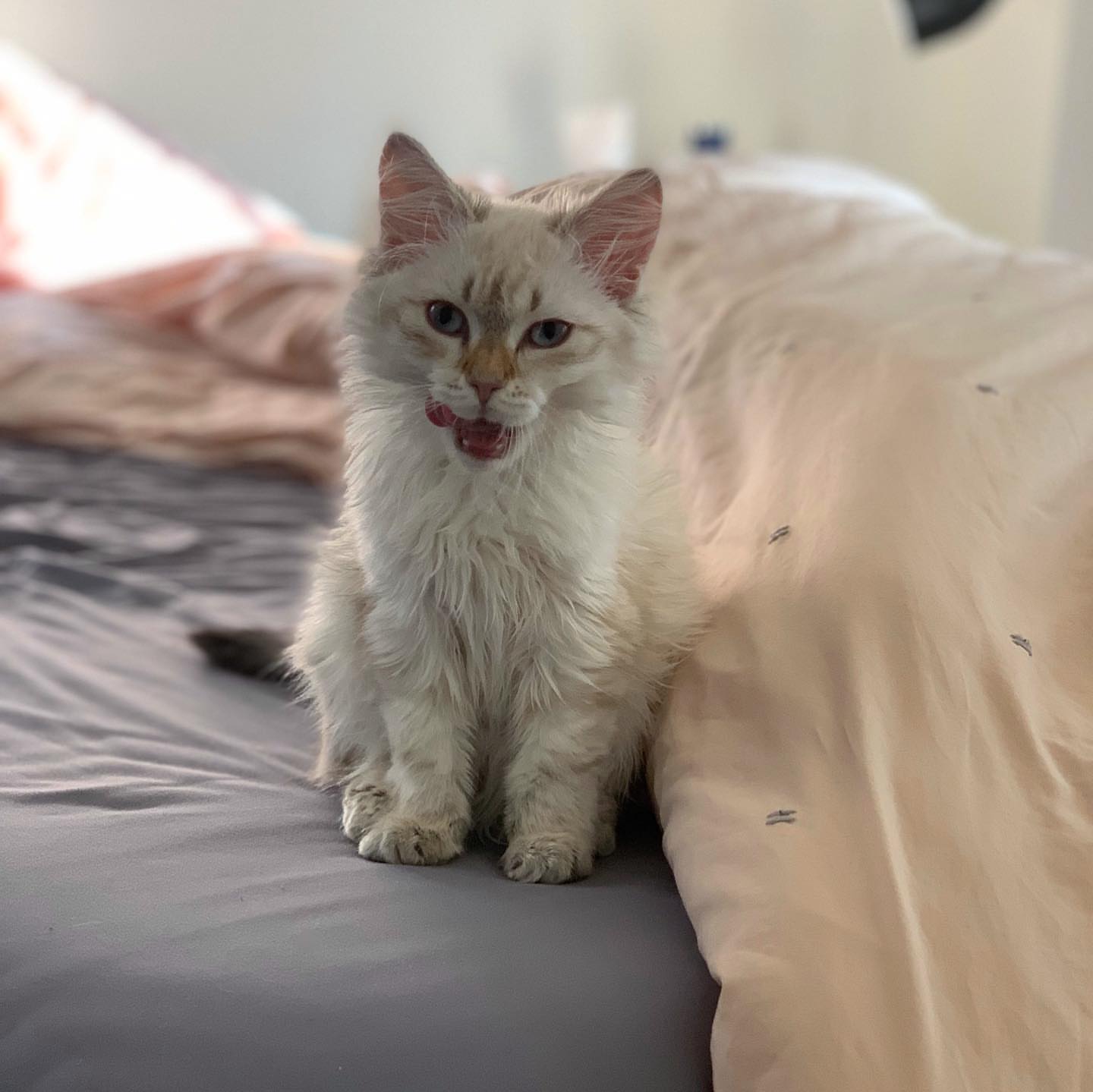 ACE - SIBERIAN - RESERVATION - Image 3