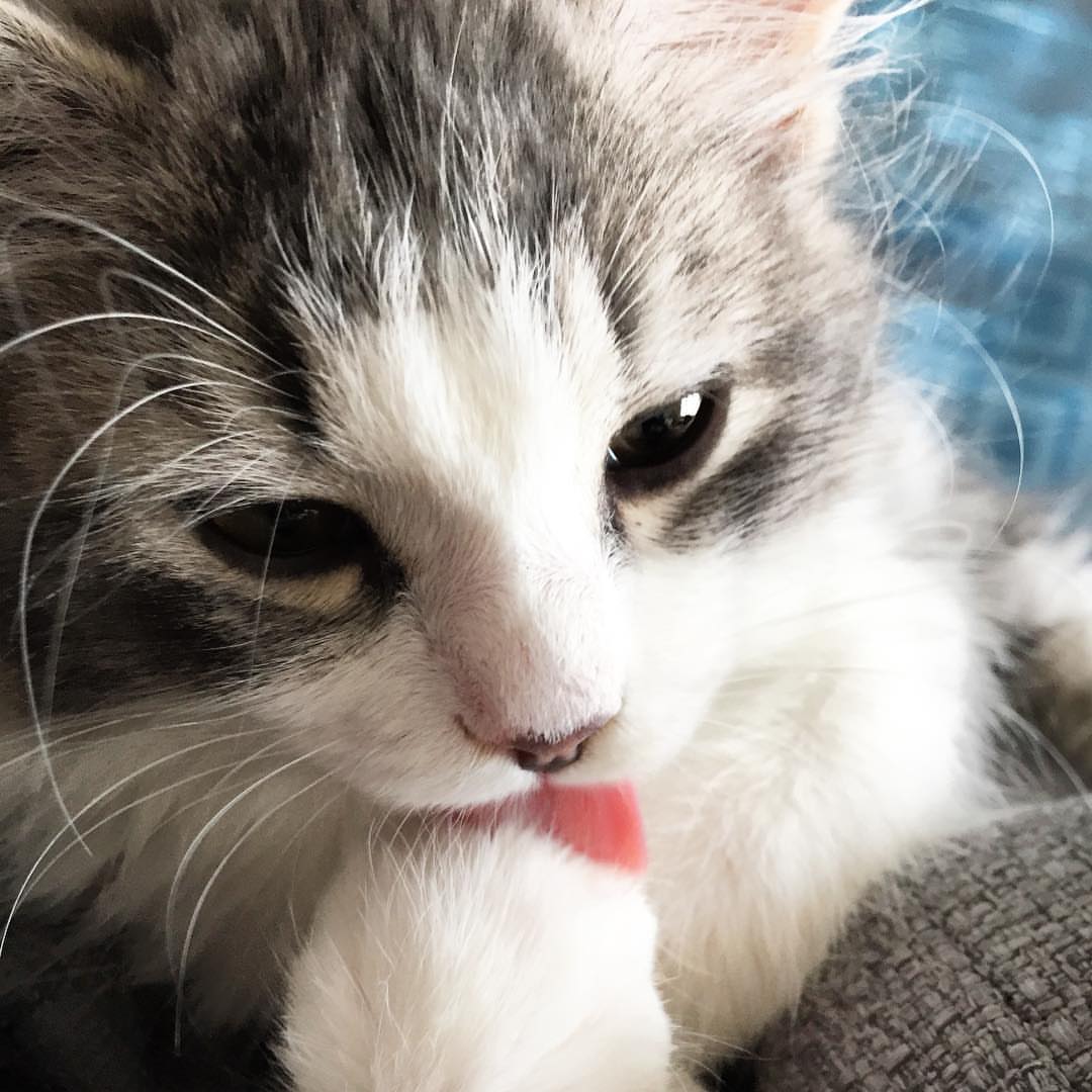 TOBY - SIBERIAN - RESERVATION - Image 8