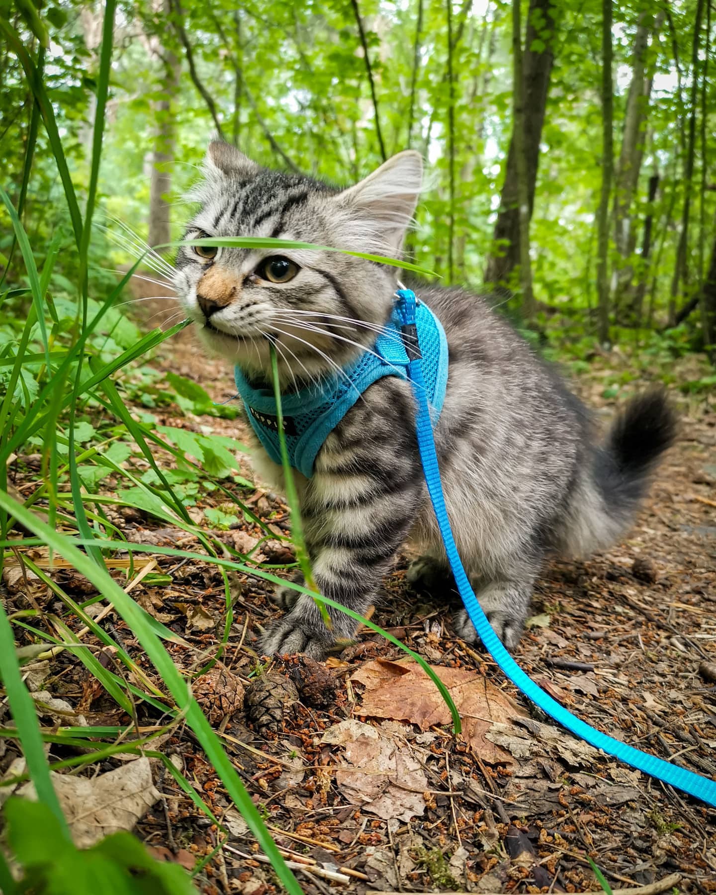 FREYA - SIBERIAN - RESERVATION - Image 14