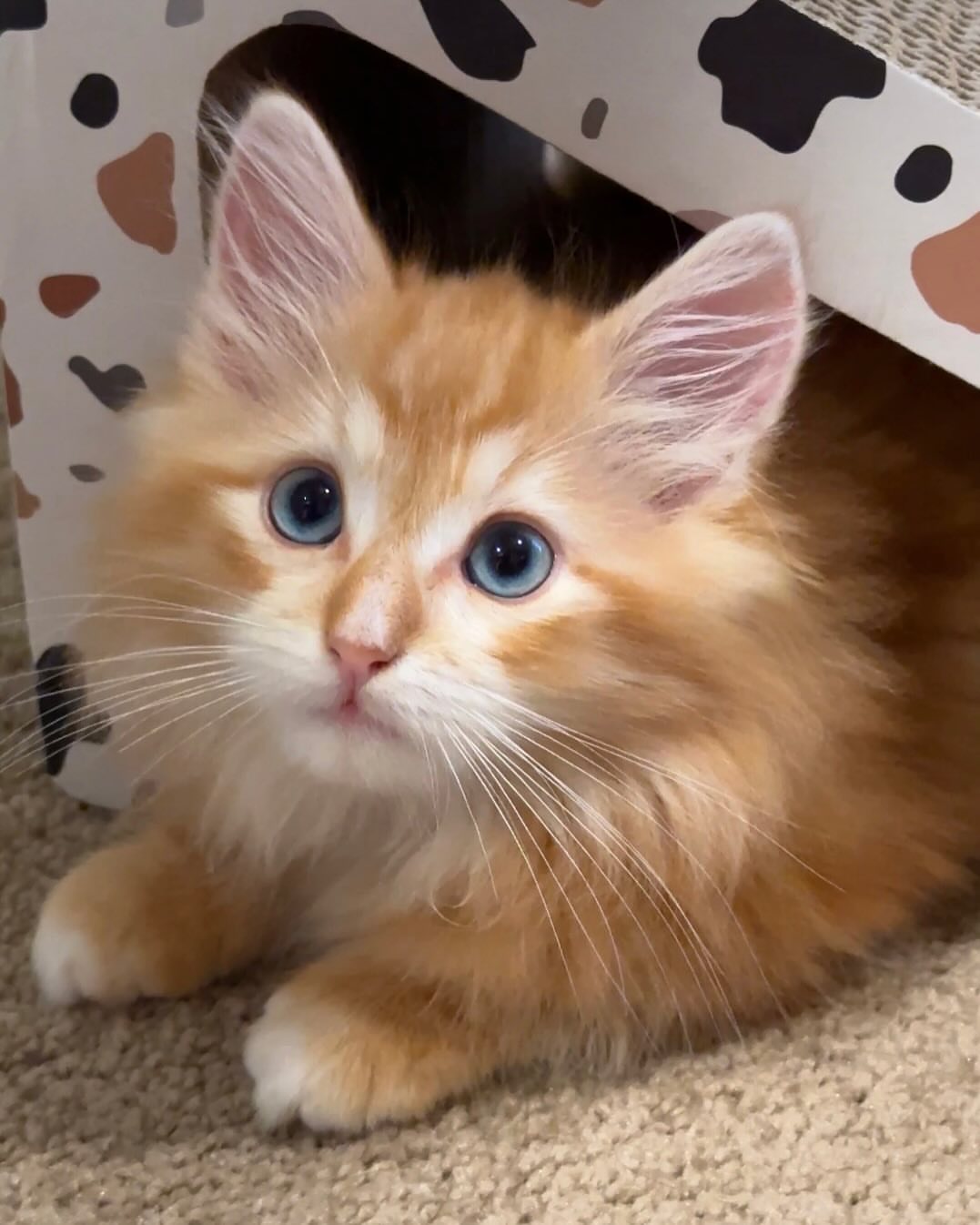 BELLA - SIBERIAN - RESERVATION - Image 5