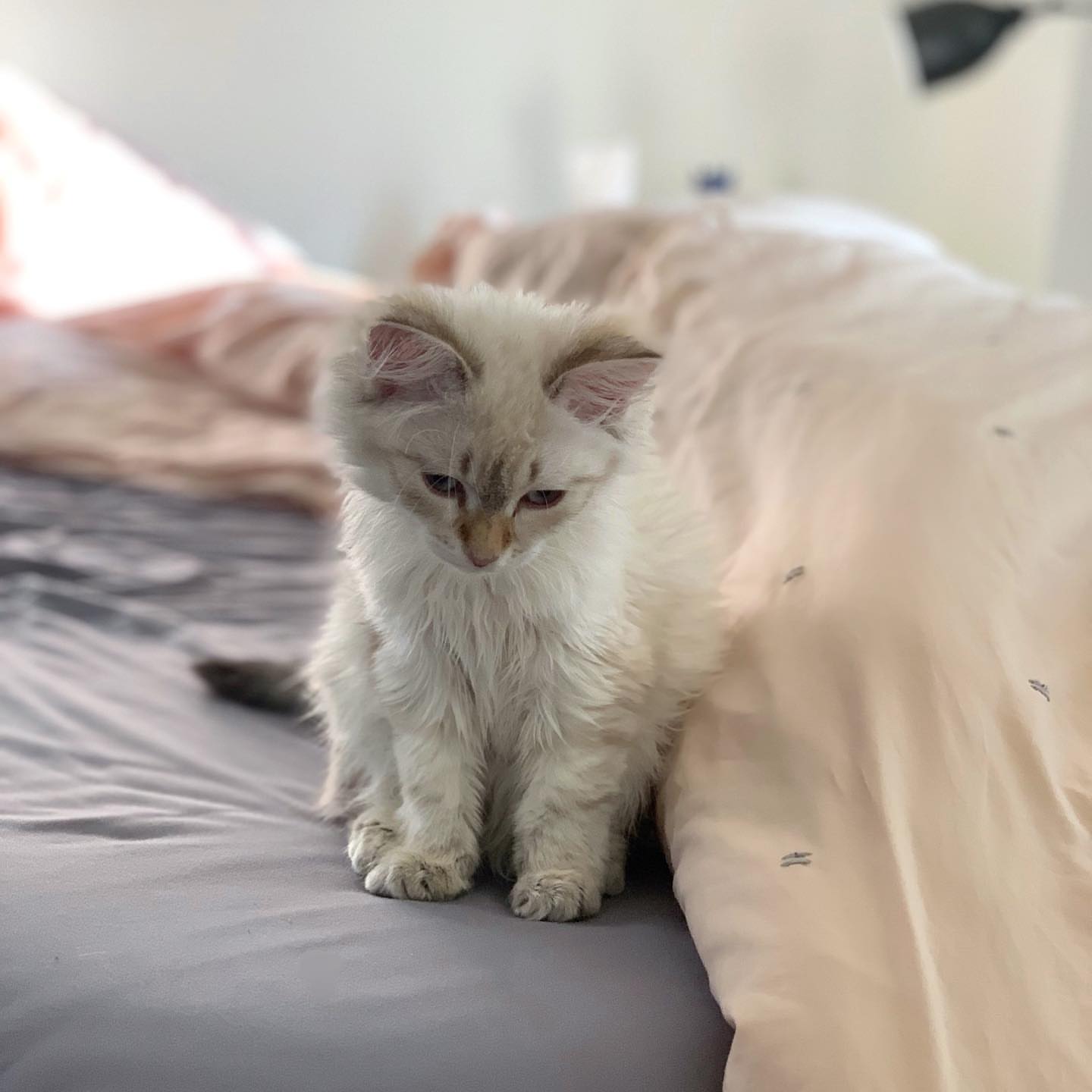 ACE - SIBERIAN - RESERVATION - Image 4