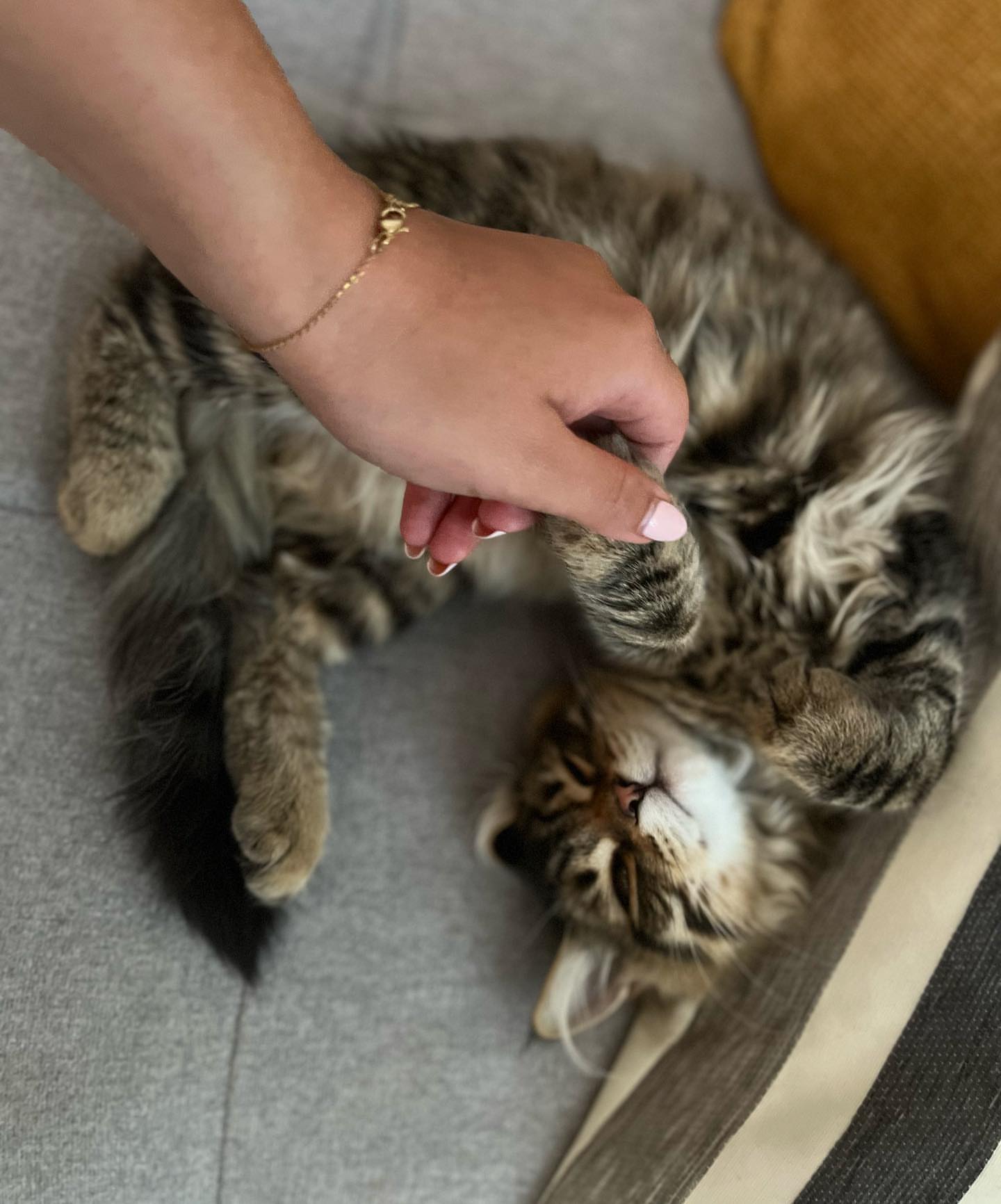 MILO - SIBERIAN - RESERVATION - Image 3