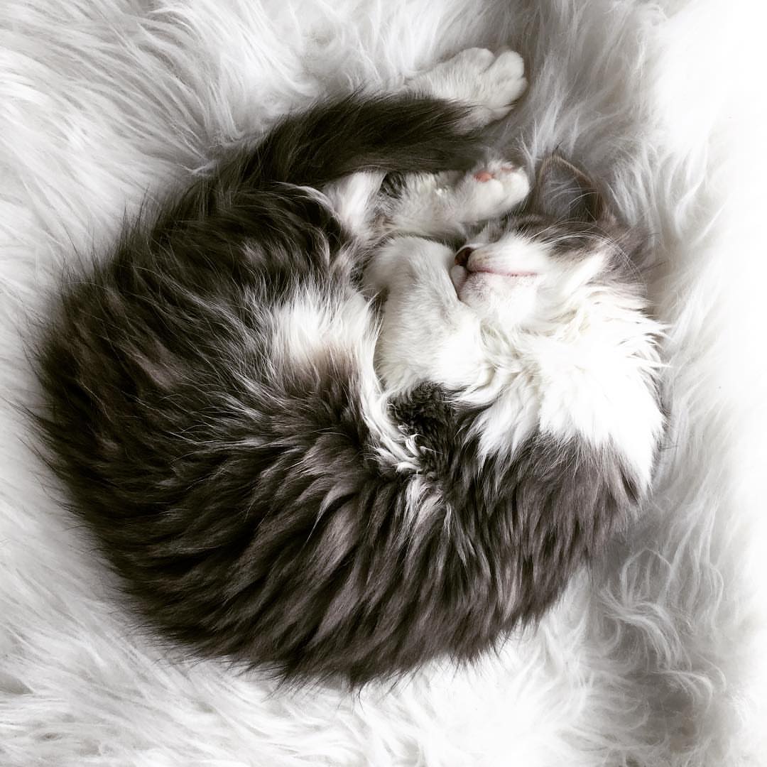 TOBY - SIBERIAN - RESERVATION - Image 7