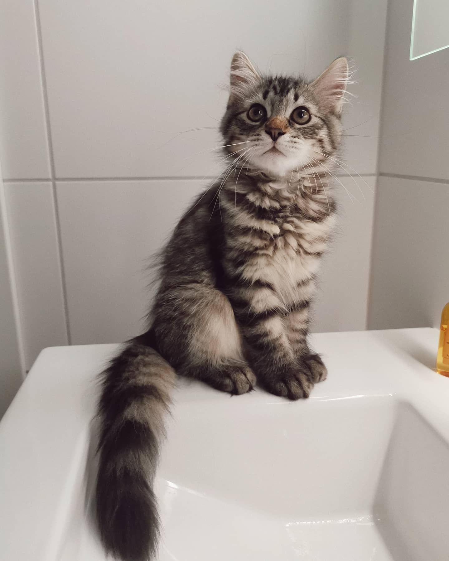 FREYA - SIBERIAN - RESERVATION - Image 12