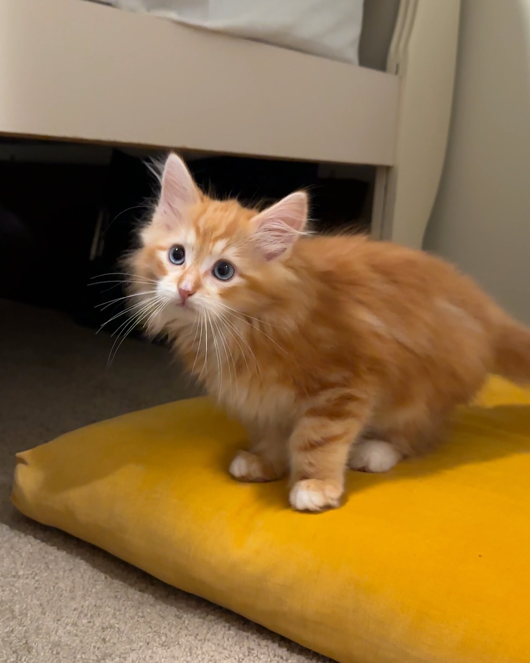 BELLA - SIBERIAN - RESERVATION - Image 4