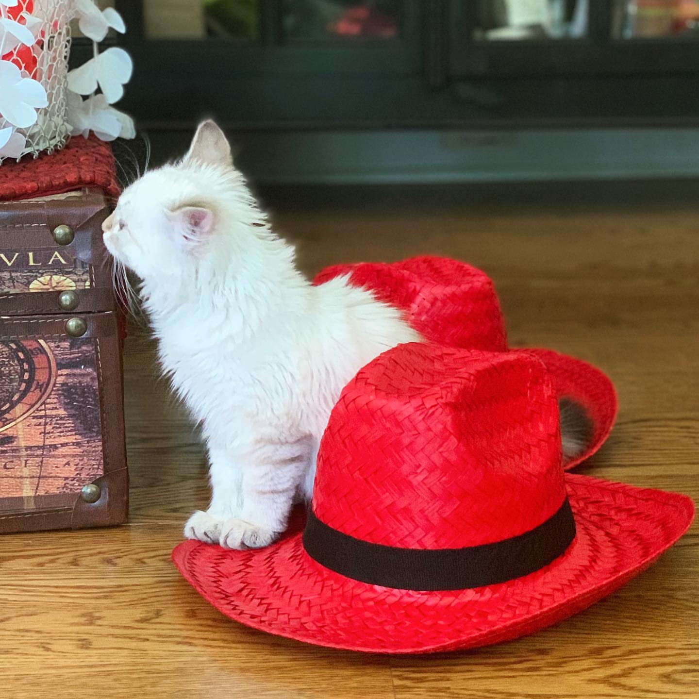 ACE - SIBERIAN - RESERVATION - Image 16