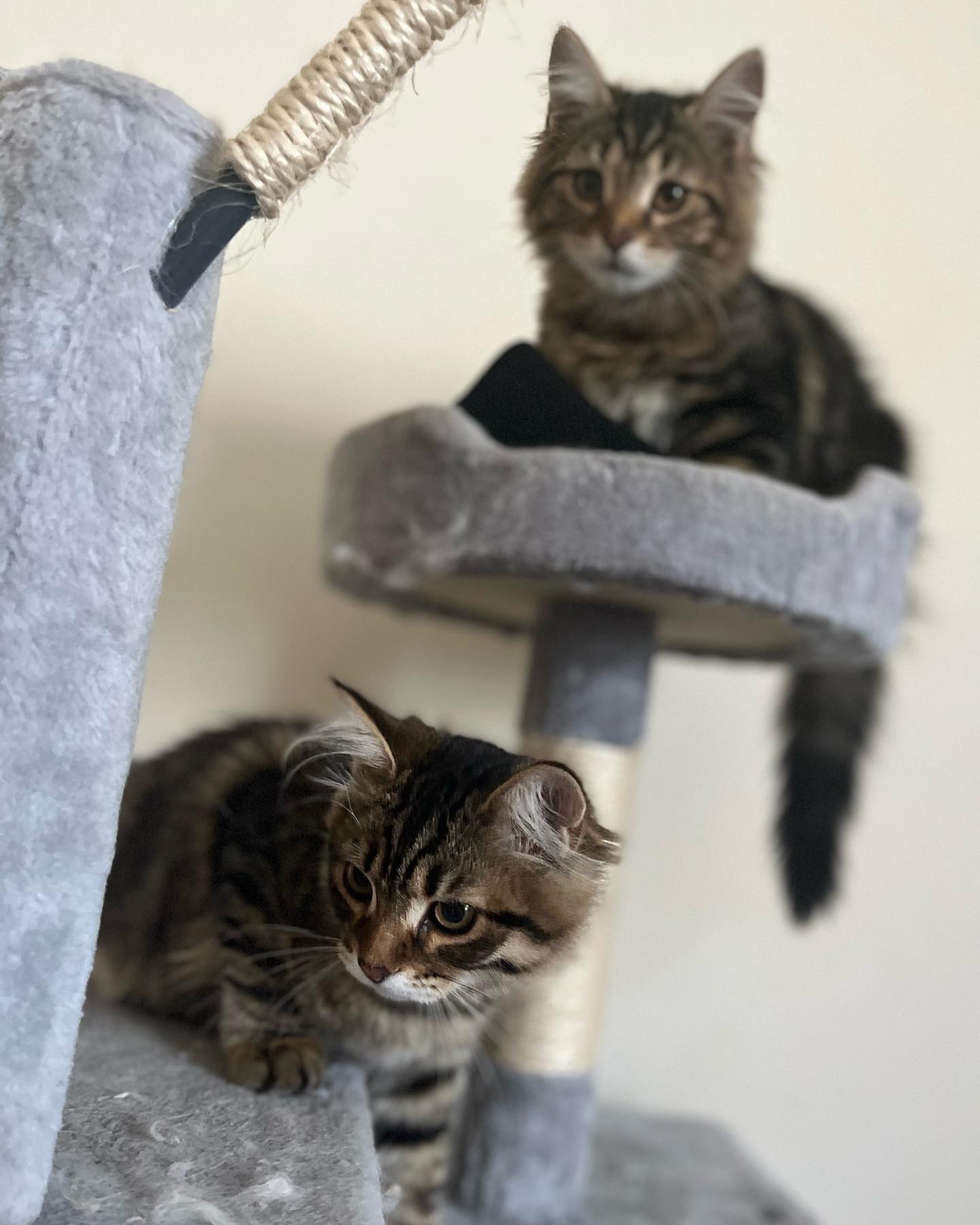 MILO - SIBERIAN - RESERVATION - Image 8