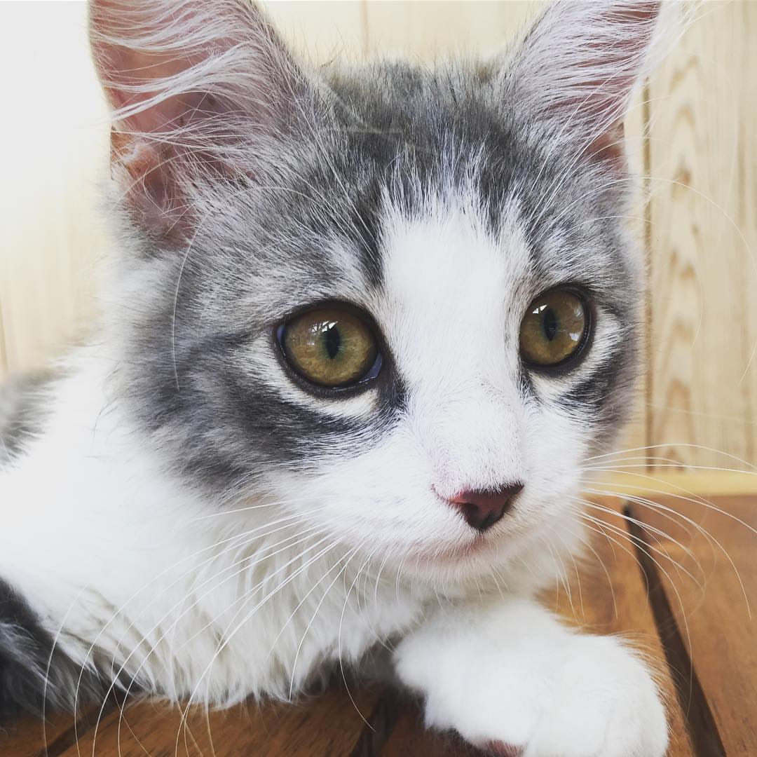 TOBY - SIBERIAN - RESERVATION - Image 6