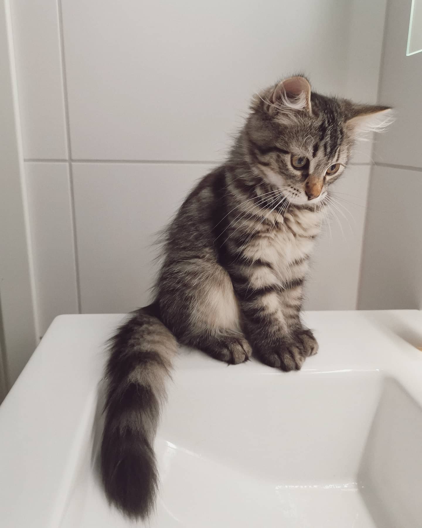 FREYA - SIBERIAN - RESERVATION - Image 13