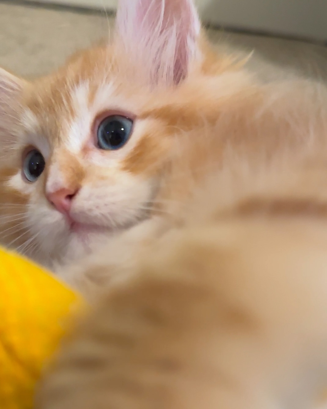 BELLA - SIBERIAN - RESERVATION - Image 2